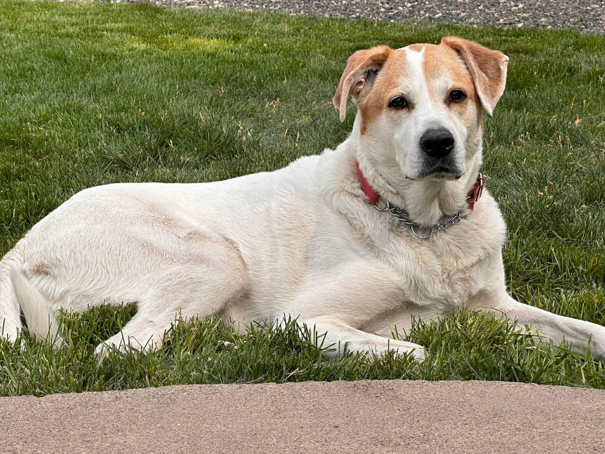Enlarge Paws, a Adopted mixed breed in Fairplay, CO image 4/6