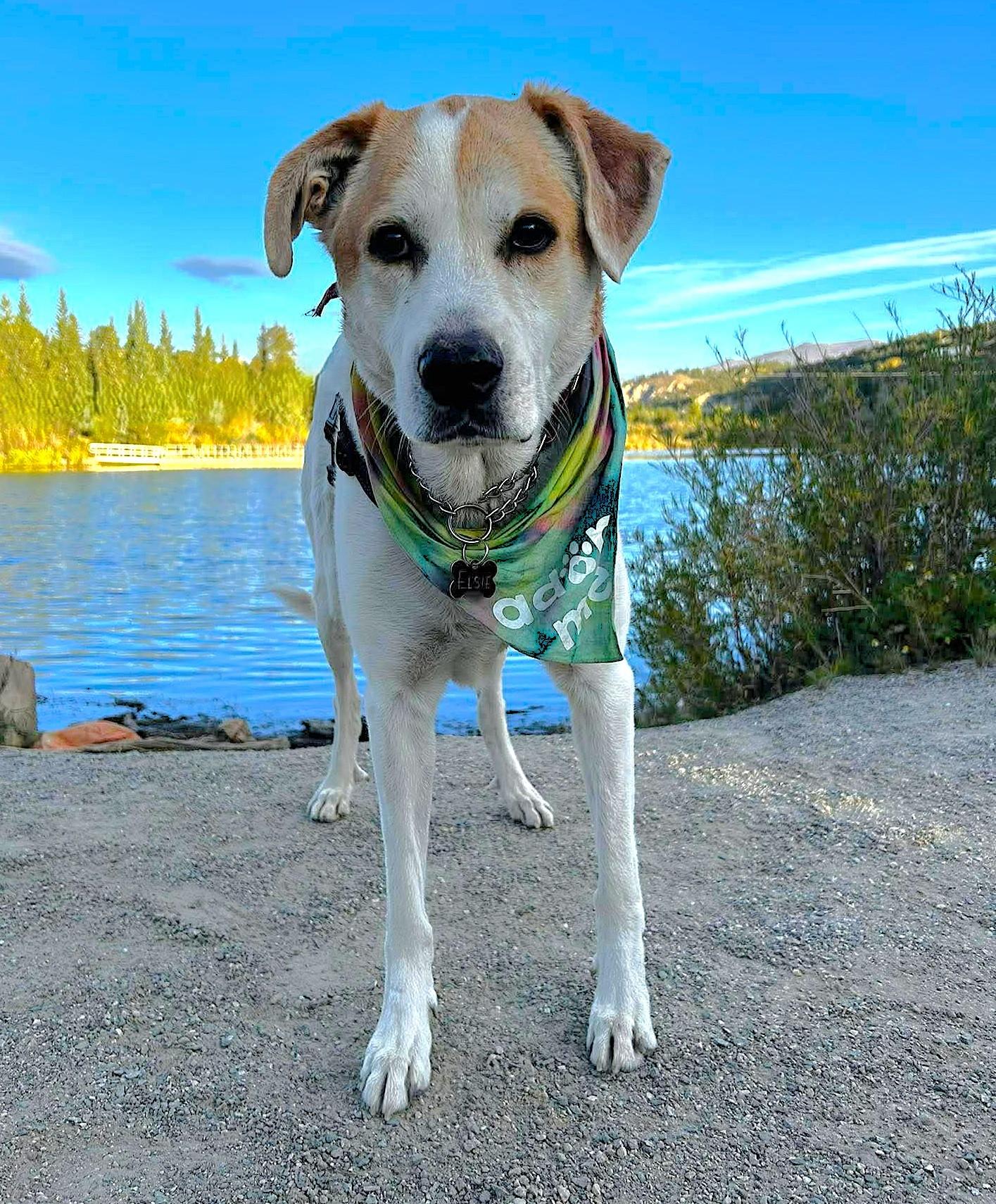 Enlarge Paws, a Adopted mixed breed in Fairplay, CO image 5/6