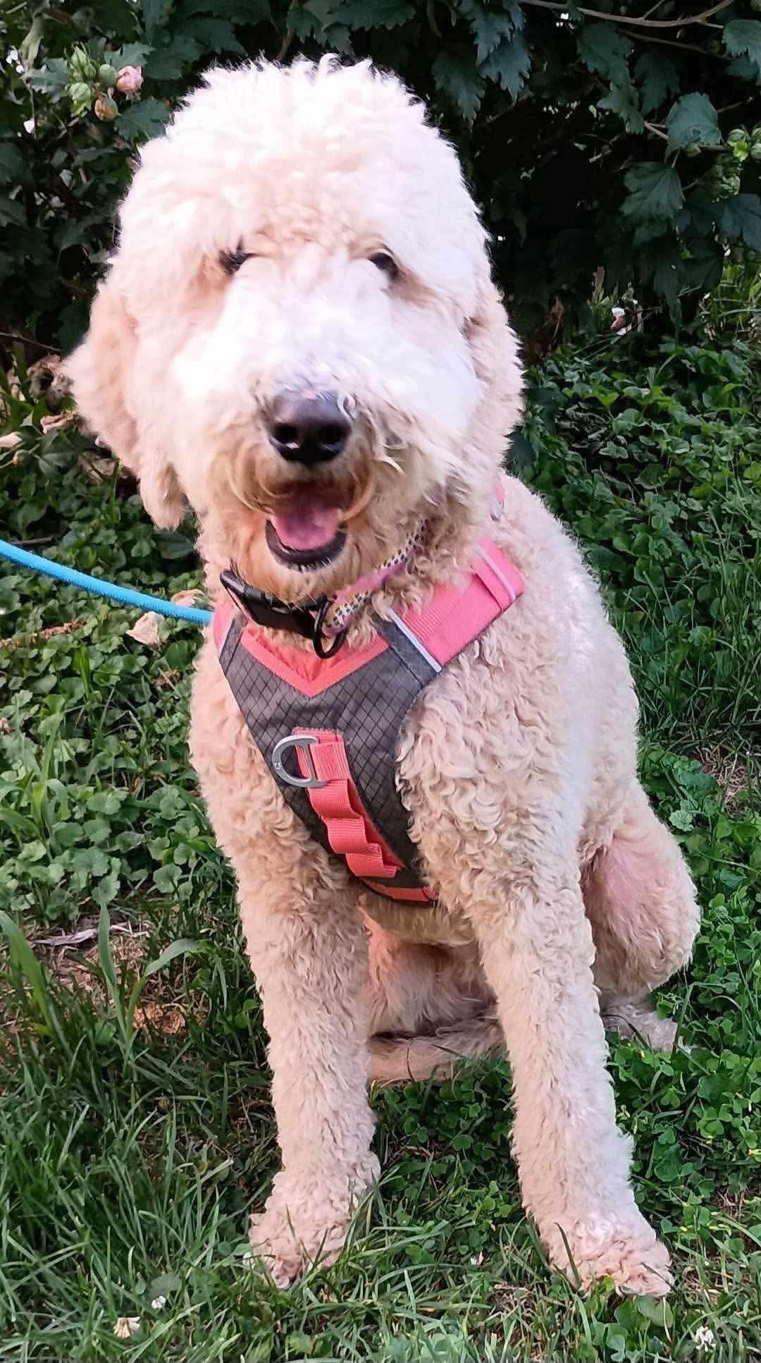 Enlarge Maggie, a ADOPTABLE Poodle in Inez, KY image 2/4