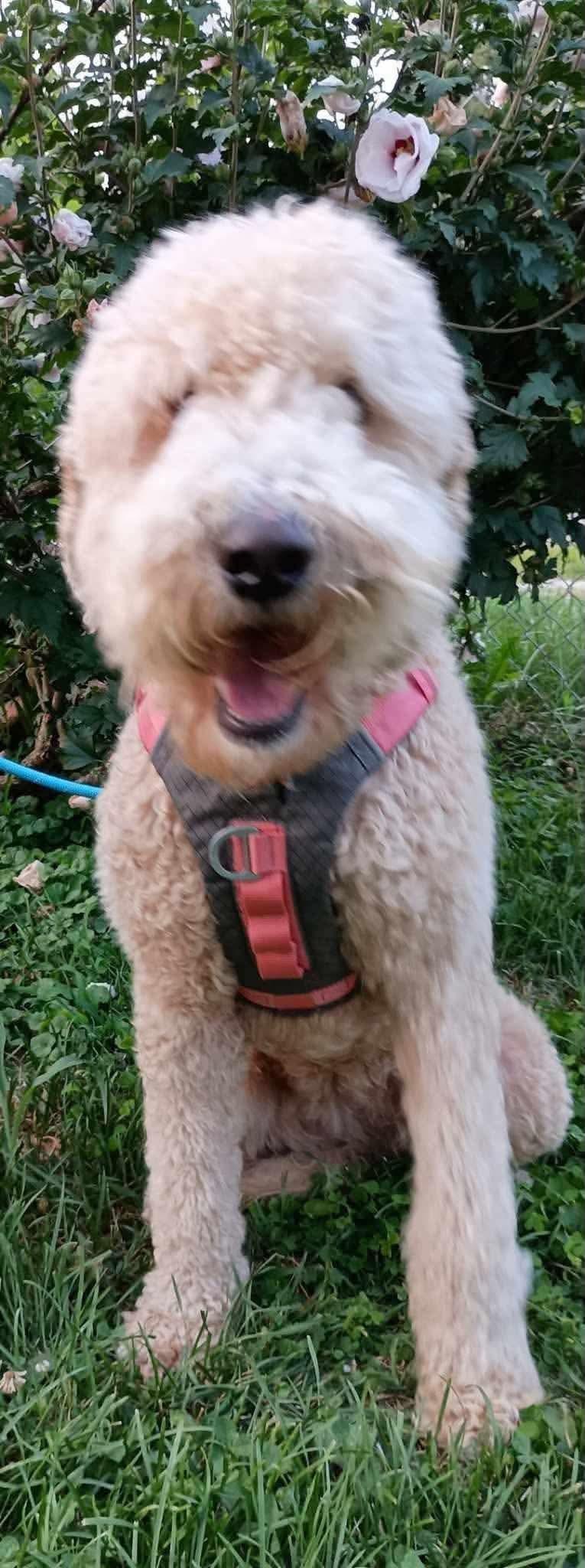 Maggie, ADOPTABLE, Adult Male Poodle.