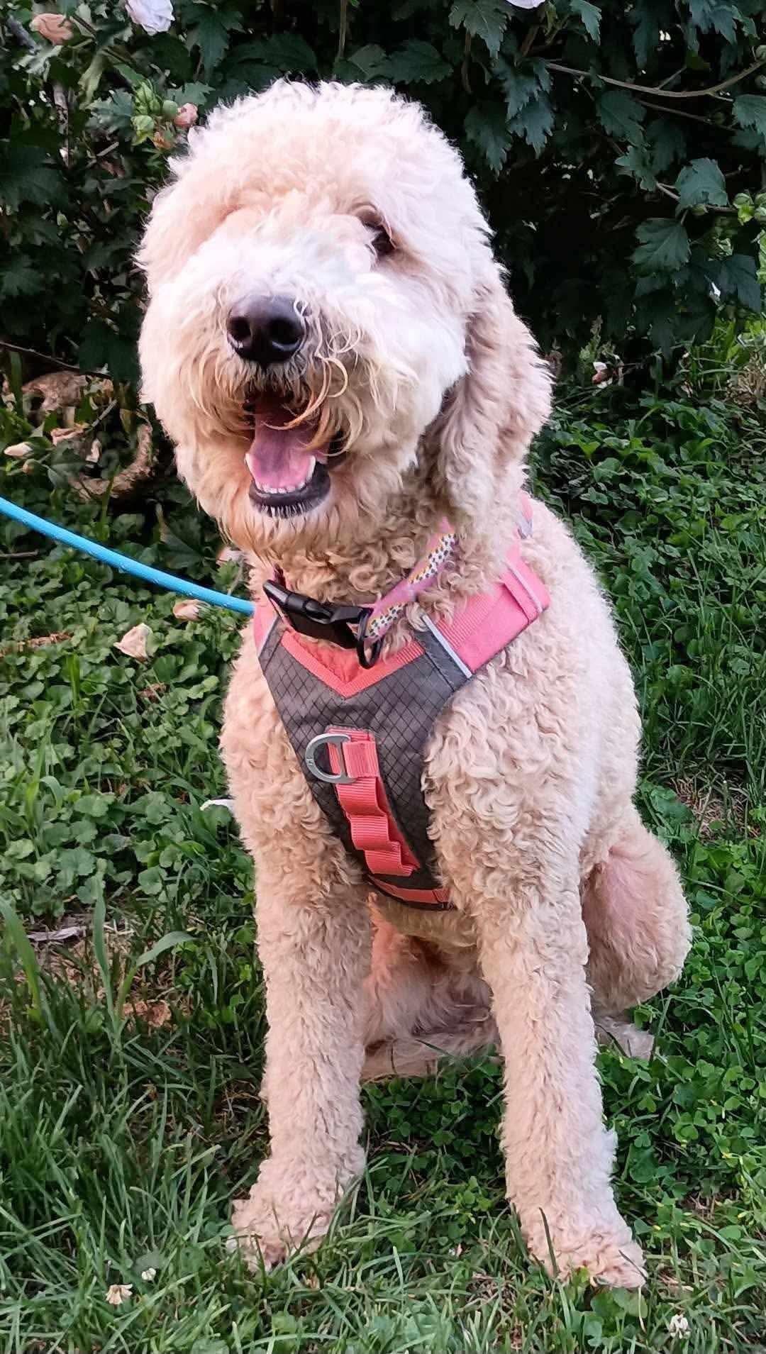 Enlarge Maggie, a ADOPTABLE Poodle in Inez, KY image 4/4