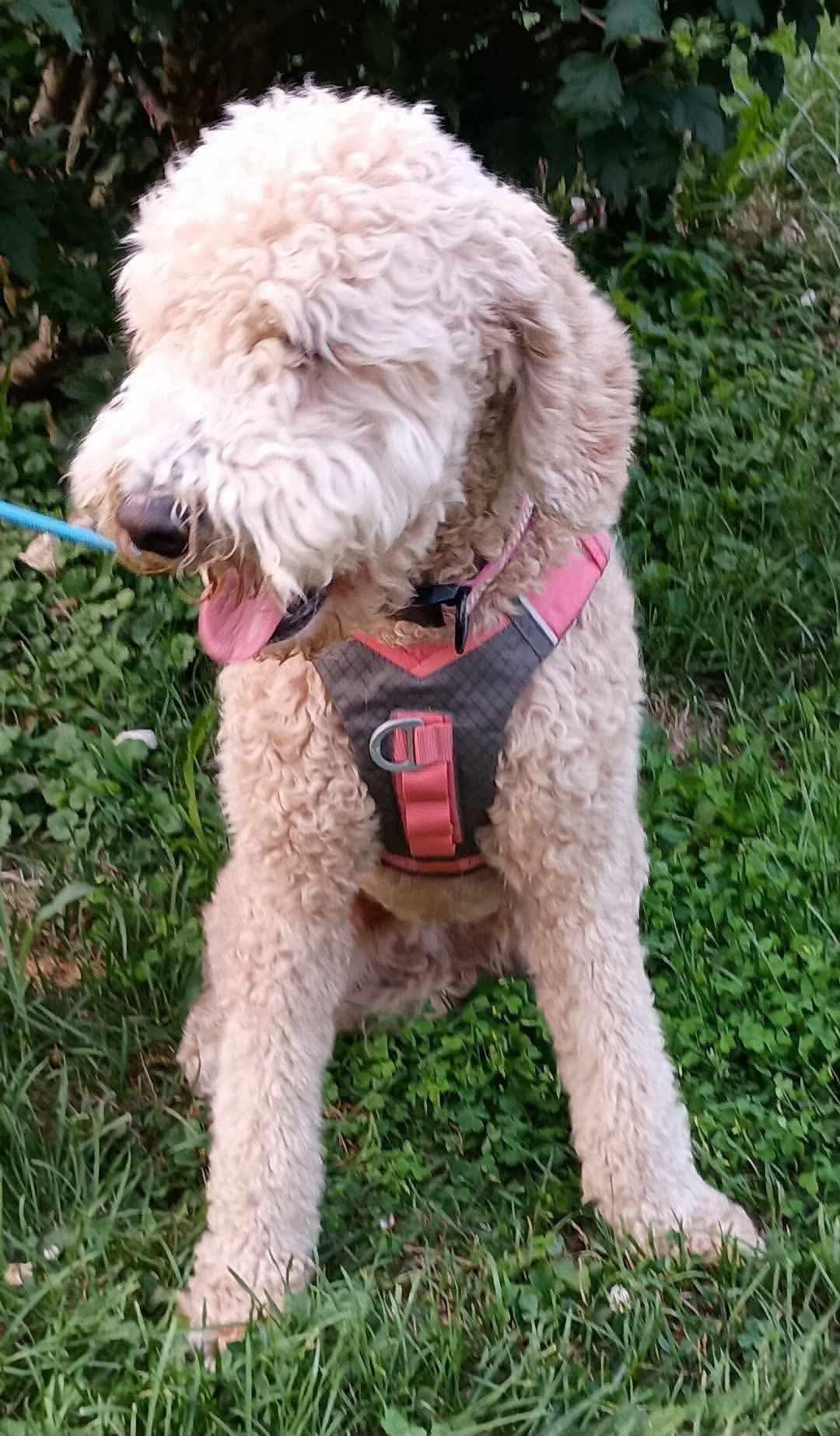 Enlarge Maggie, a ADOPTABLE Poodle in Inez, KY image 3/4