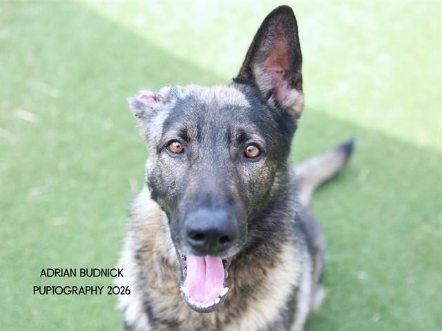 Enlarge Vincent, a ADOPTABLE Mixed Breed in Nashville, TN image 1/2