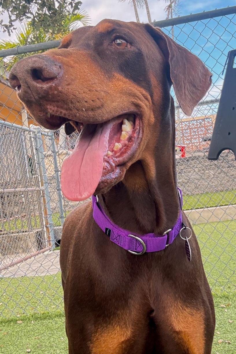 Jack 3511, Adoptable, Senior Male Doberman Pinscher.