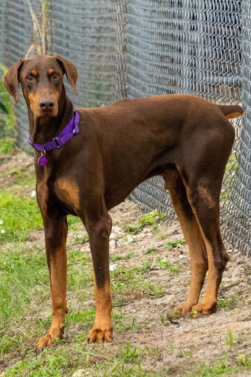 Jack 3511, Adoptable, Senior Male Doberman Pinscher.