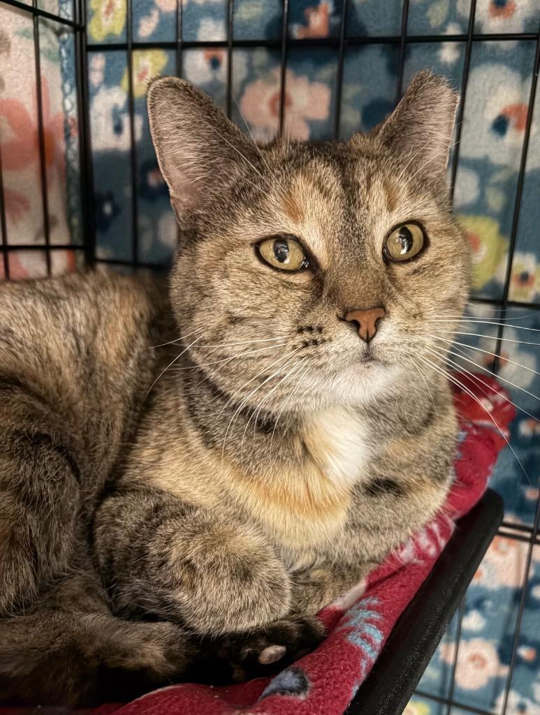 Twinkie, Adoptable, Senior Female Domestic Short Hair.