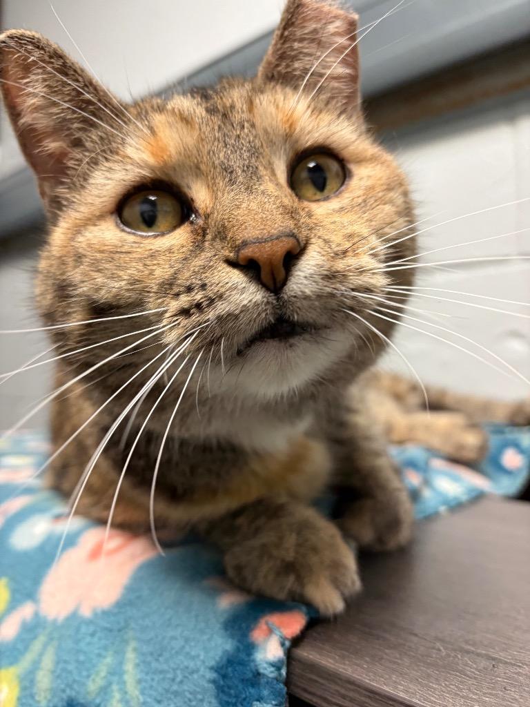 Enlarge Twinkie, a Adoptable mixed breed in Huntington, IN image 2/3