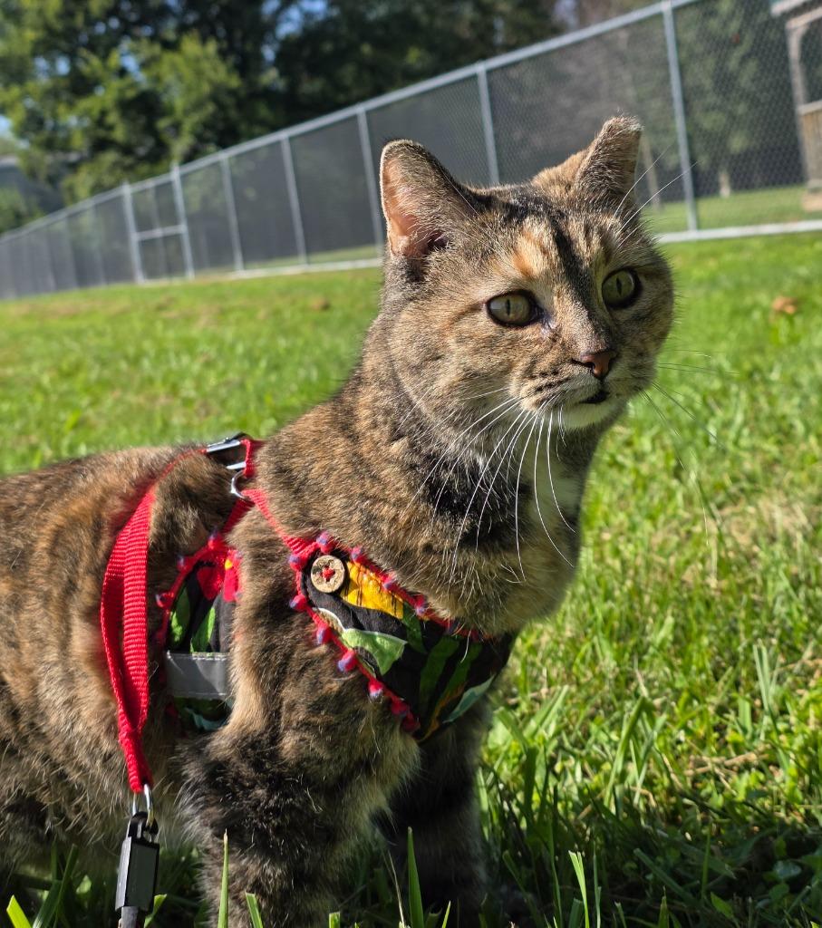 Enlarge Twinkie, a Adoptable mixed breed in Huntington, IN image 1/1