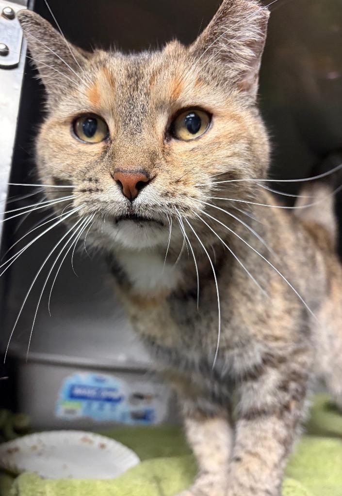 Enlarge Twinkie, a Adoptable mixed breed in Huntington, IN image 3/3