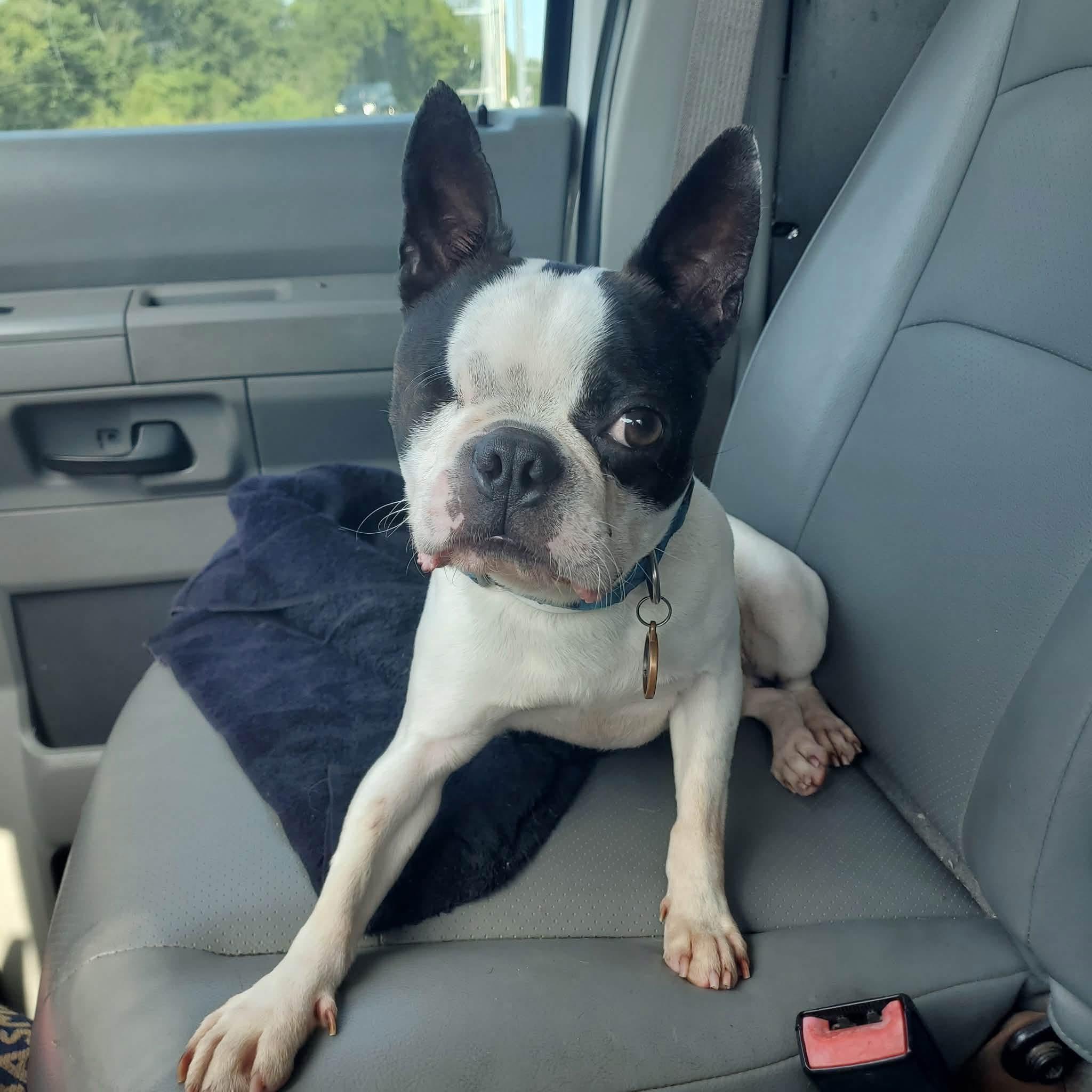 Hardy, adopted, Adult Male Boston Terrier.