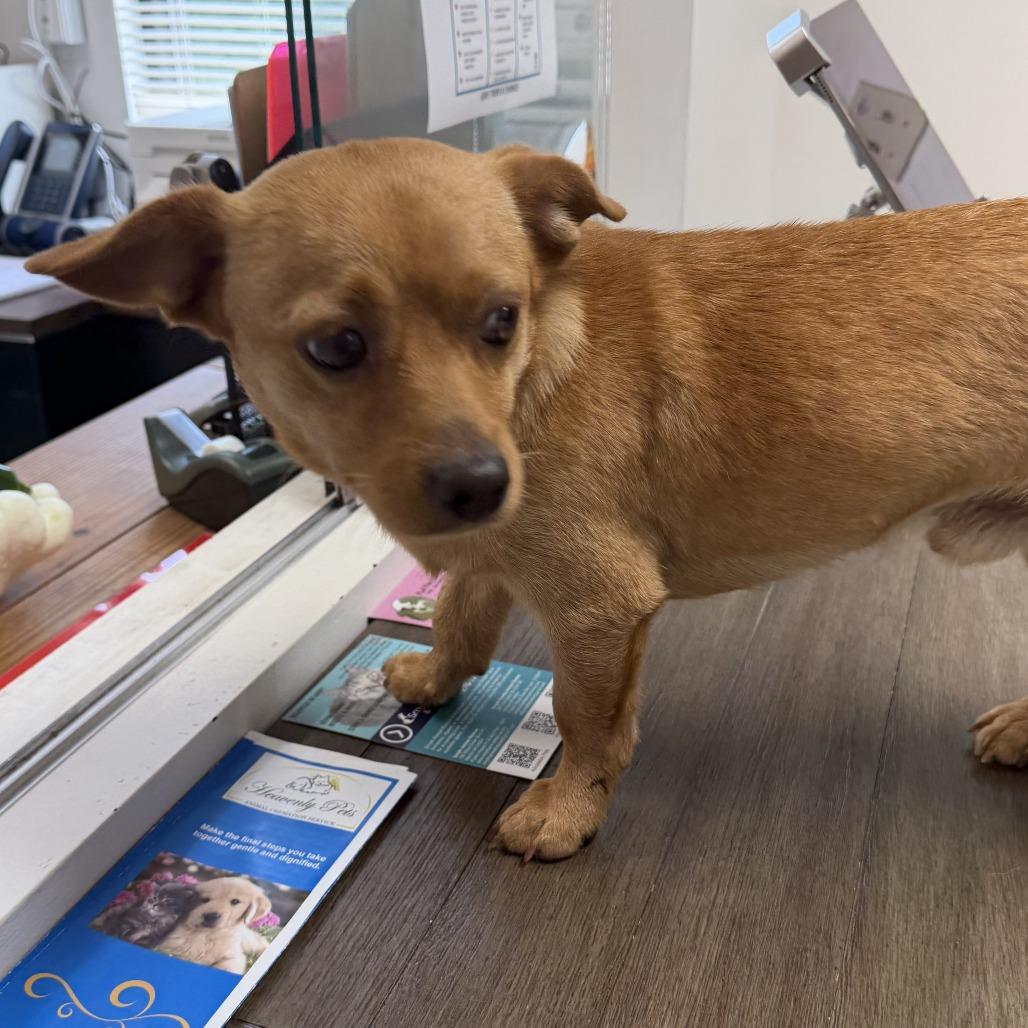 Enlarge Frodo, a Adoptable mixed breed in Marion, VA image 1/3