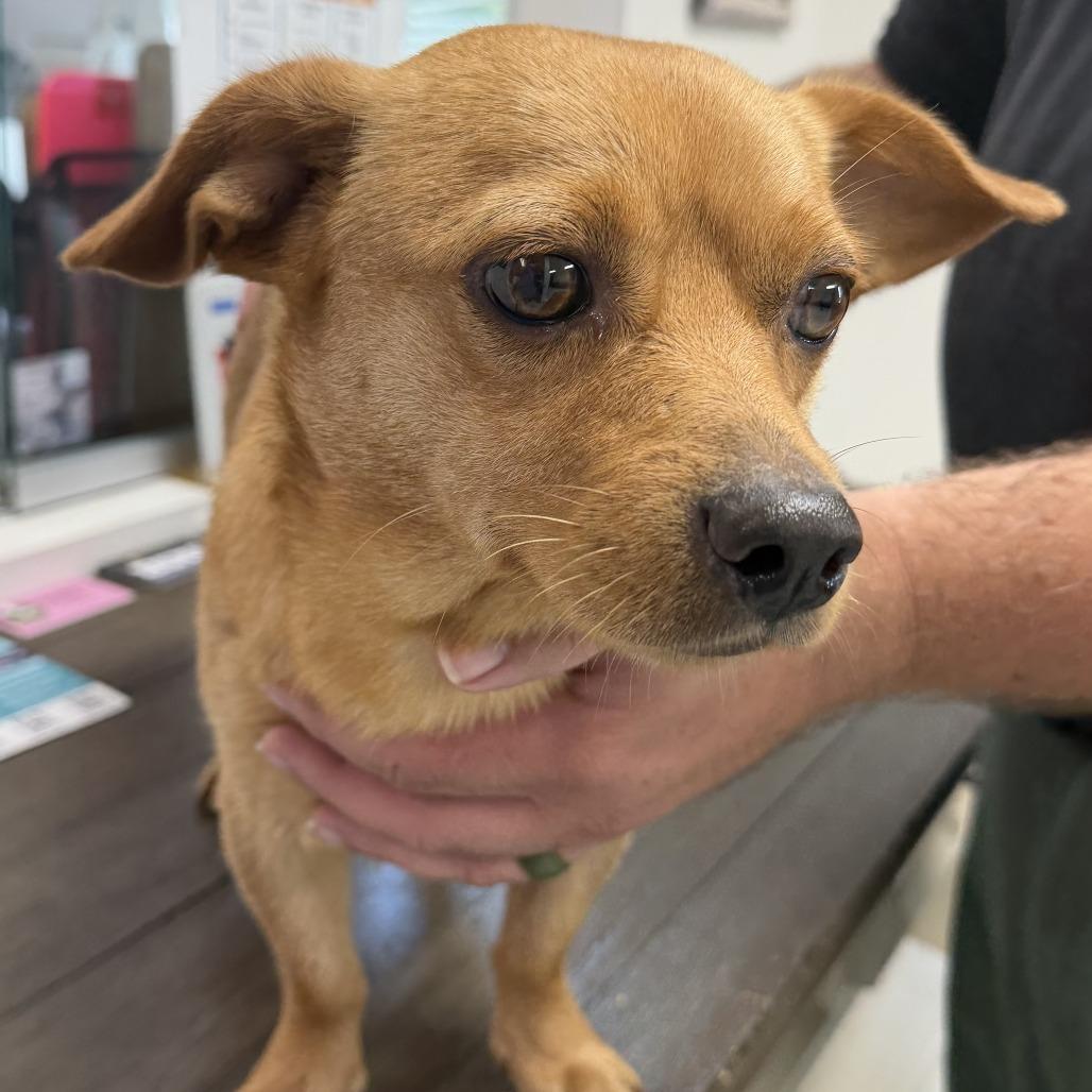 Enlarge Frodo, a Adoptable mixed breed in Marion, VA image 2/3