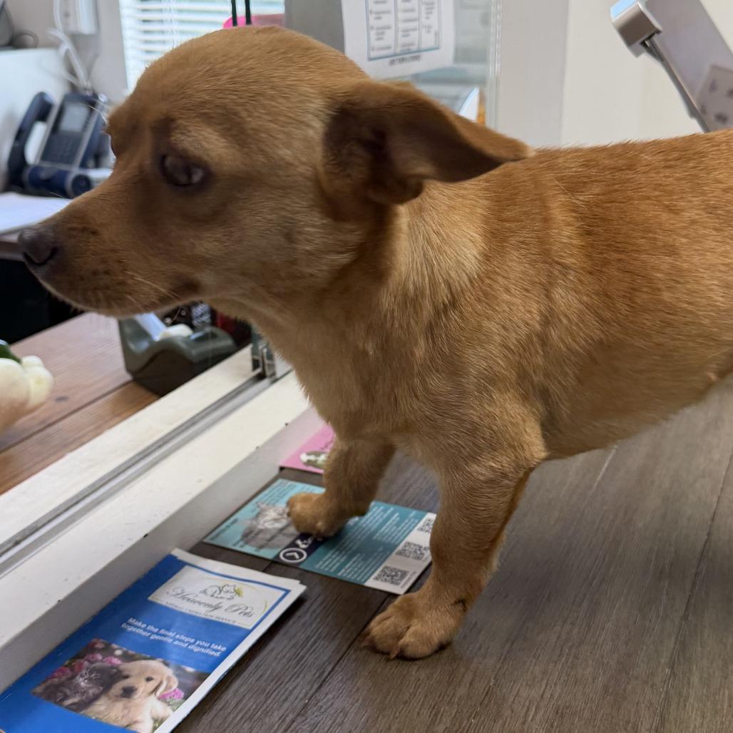 Enlarge Frodo, a Adoptable mixed breed in Marion, VA image 3/3