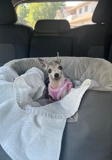 Enlarge Sophie, a Adoptable Chihuahua in Rochester, MN image 3/3