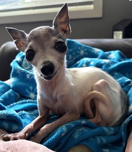Sophie, Adoptable, Senior Female Chihuahua.