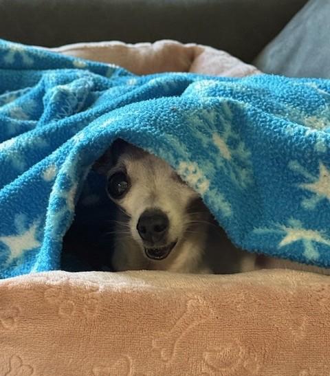 Enlarge Sophie, a Adoptable Chihuahua in Rochester, MN image 2/3