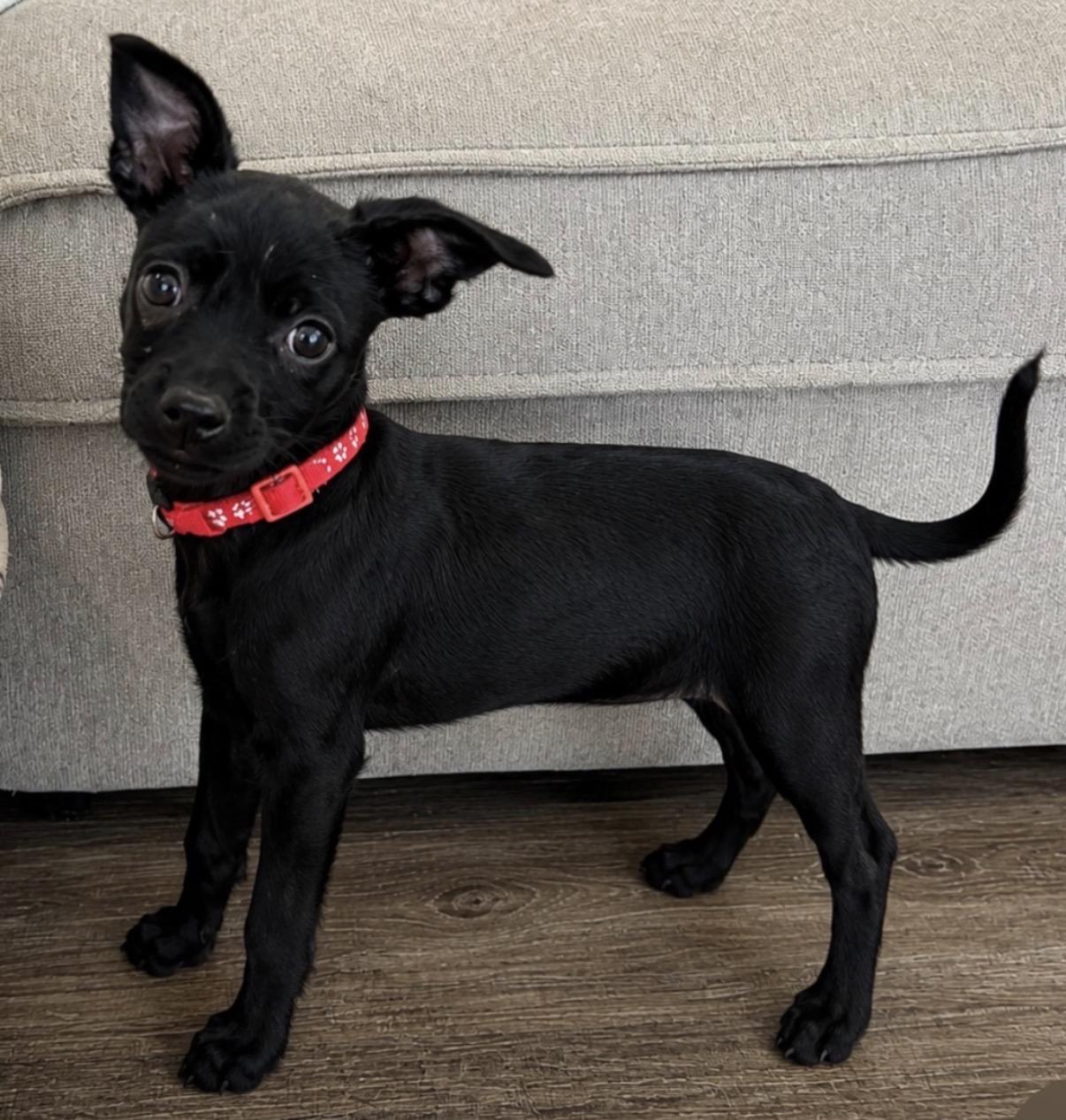 Anthony, adopted, Puppy Male Chihuahua & Dachshund.