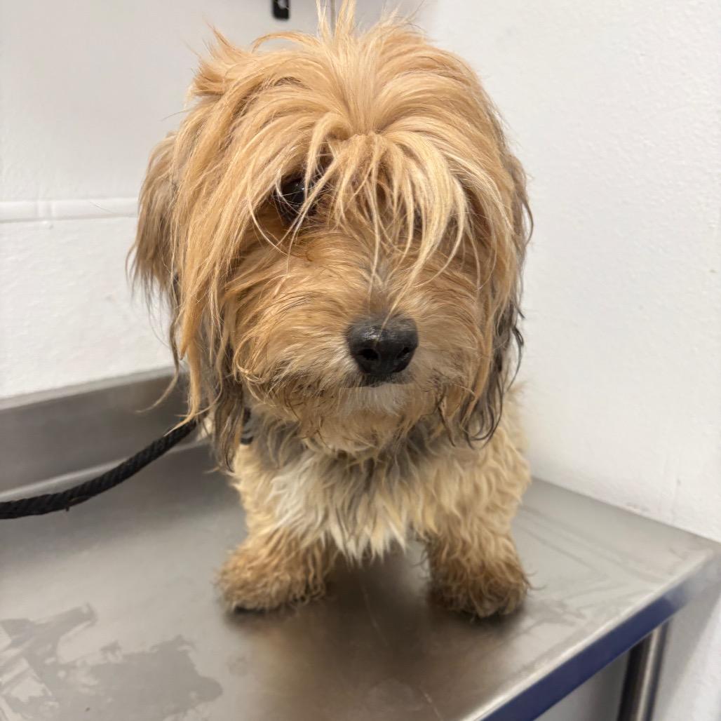 Button, Adoptable, Senior Female Cocker Spaniel & Mixed Breed.
