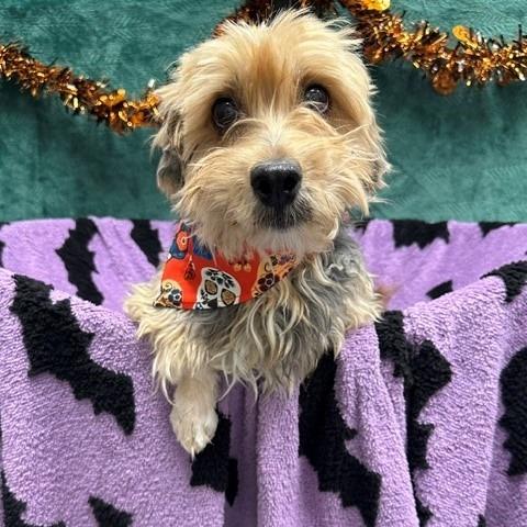Enlarge Button, a Adoptable mixed breed in Henderson, NV image 2/2
