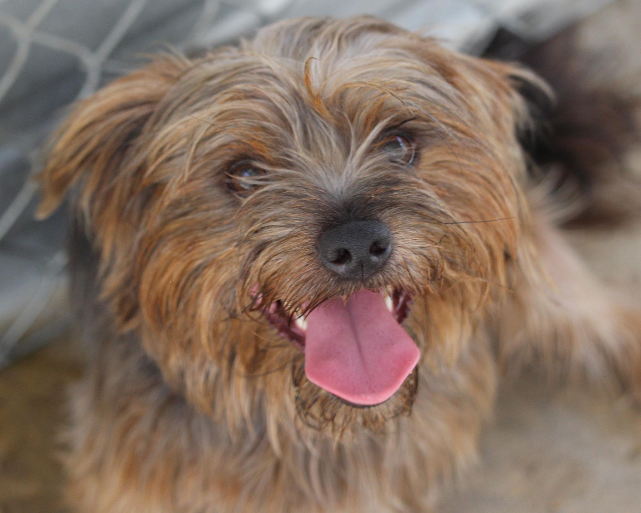 MILO, Adult Male unknown