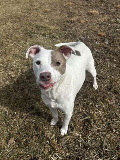 Enlarge Duke, a Adoptable mixed breed in Spruce Pine, NC image 2/3
