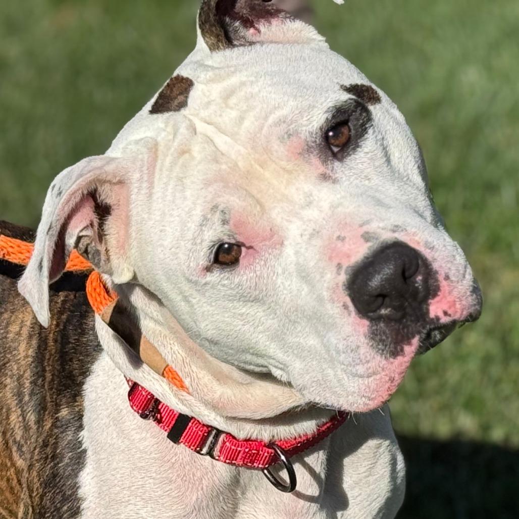 Spot, Adoptable, Adult Male Mixed Breed.