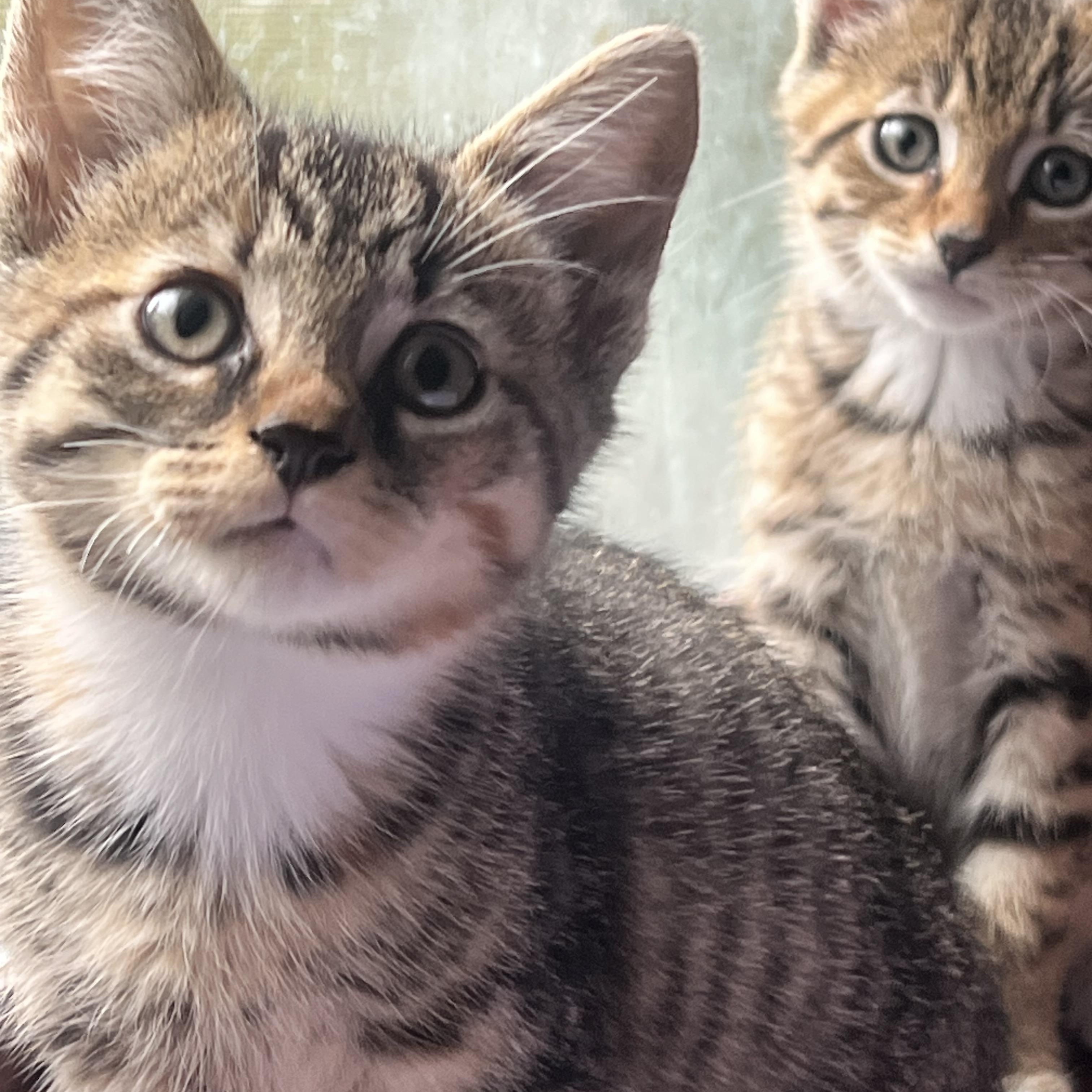 Freya, Adoptable, Kitten Female Tabby & Domestic Short Hair.