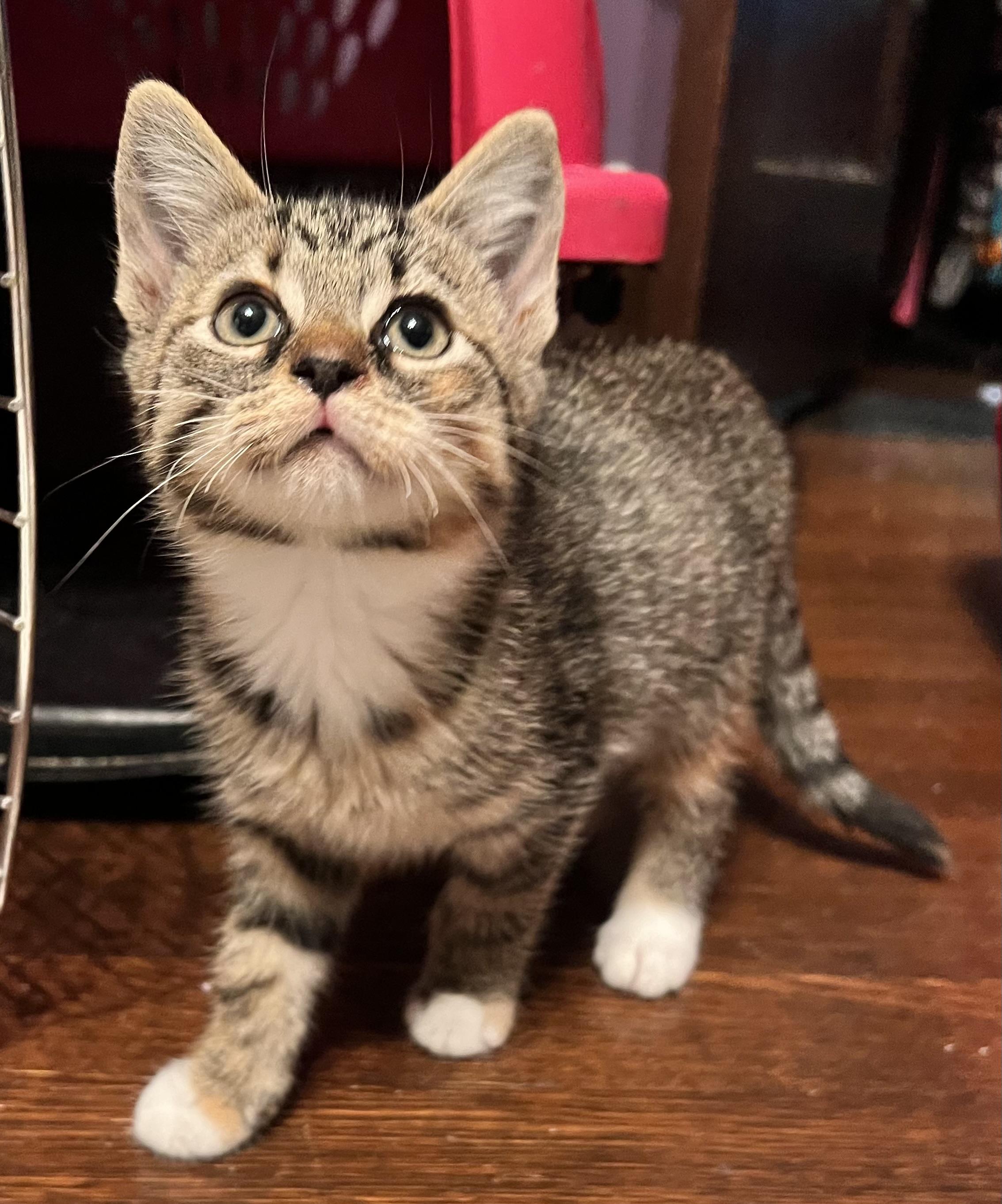 Enlarge Freya, a Adoptable mixed breed in Plain City, OH image 5/6
