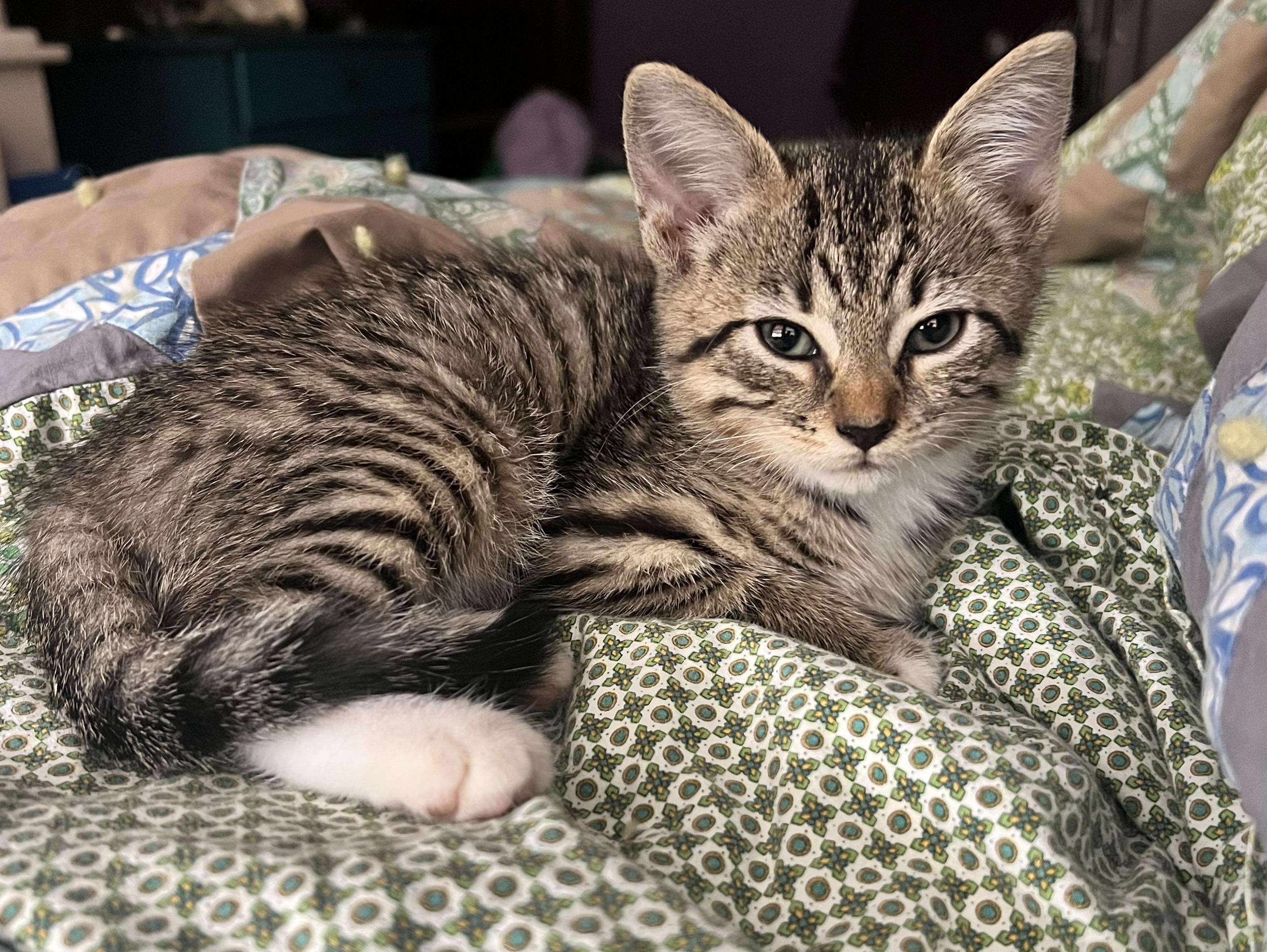 Enlarge Freya, a Adoptable mixed breed in Plain City, OH image 3/6