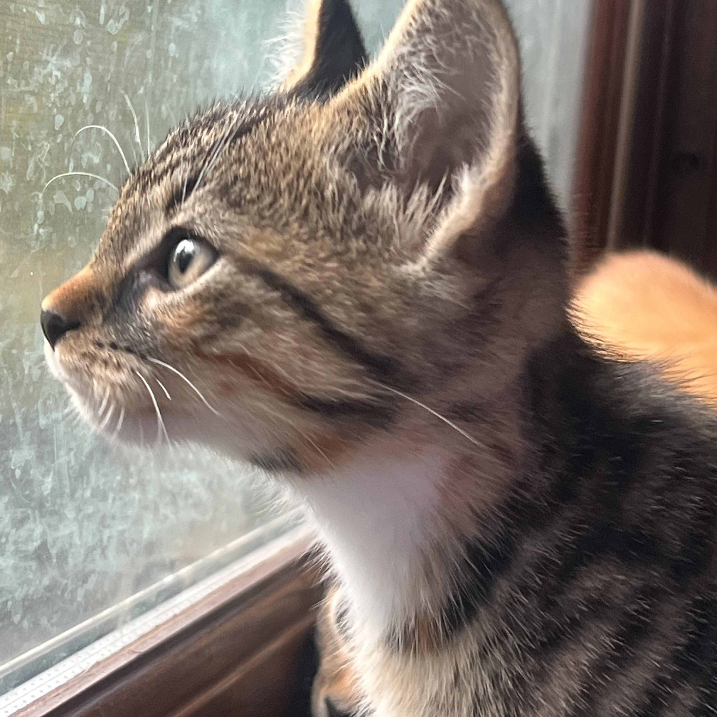 Enlarge Freya, a Adoptable mixed breed in Plain City, OH image 2/6