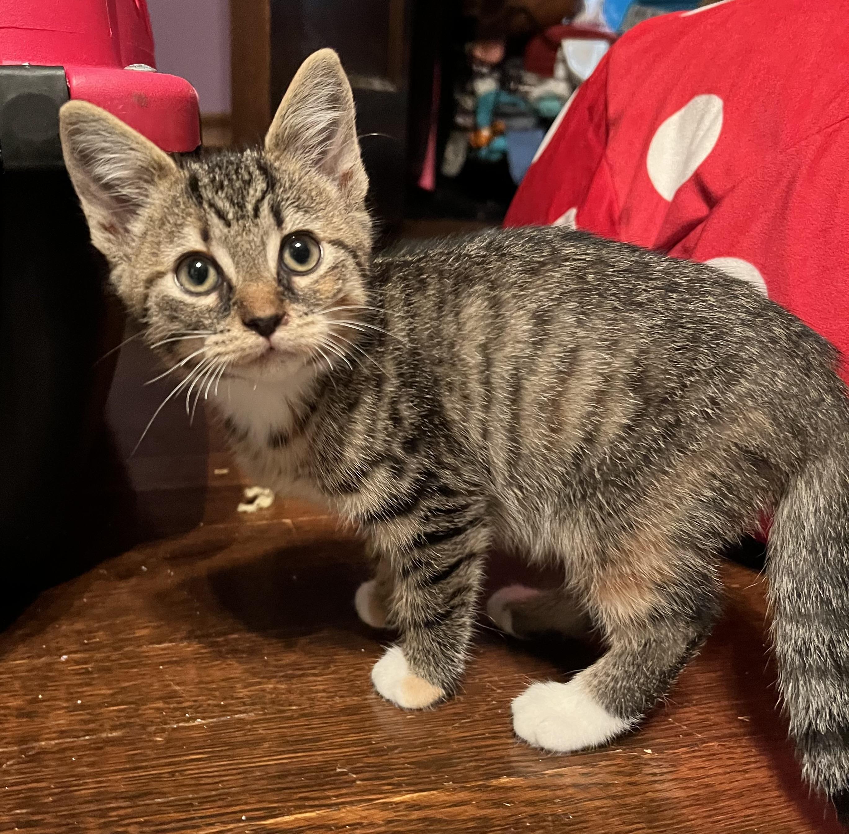 Enlarge Freya, a Adoptable mixed breed in Plain City, OH image 6/6