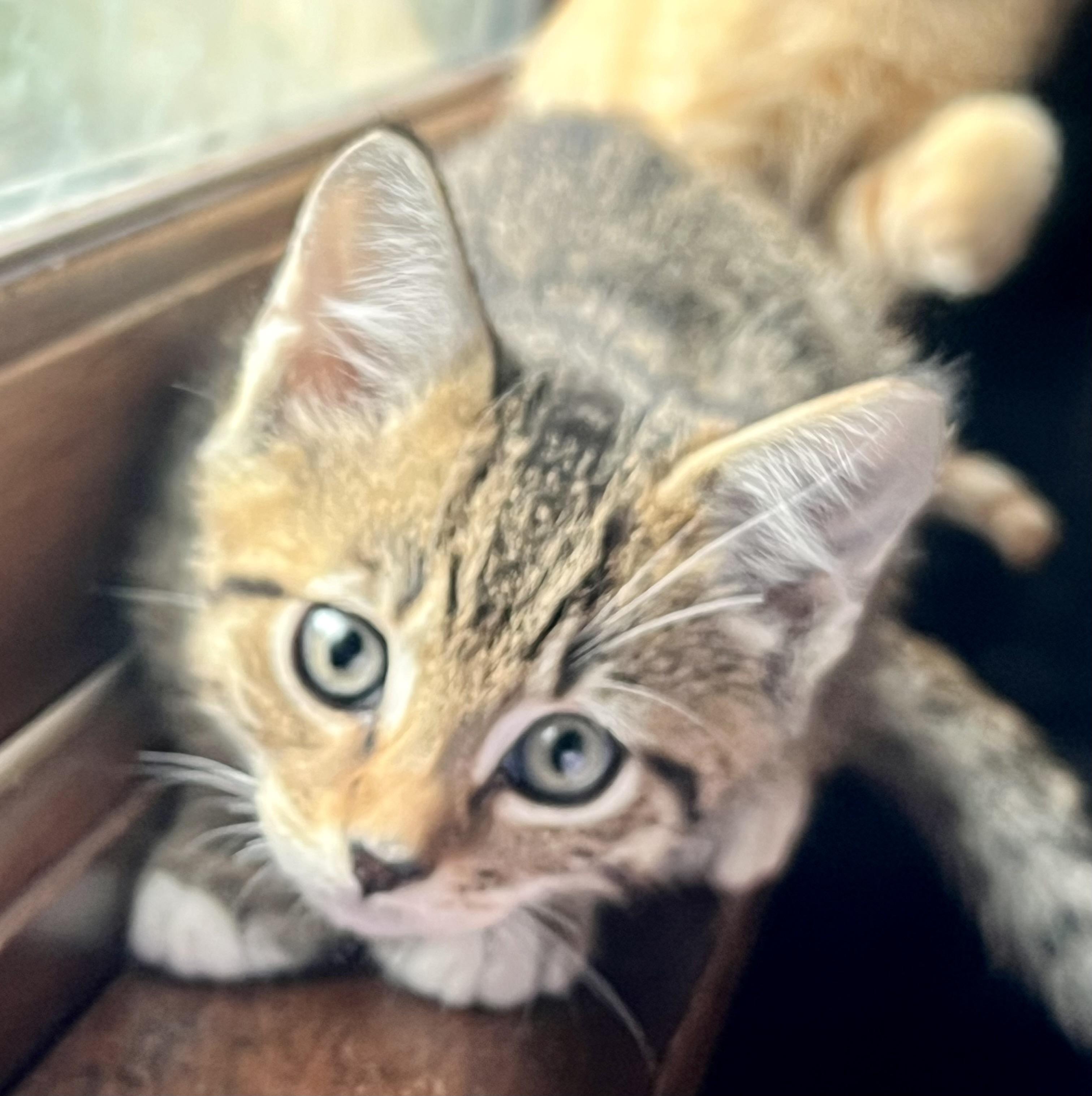 Enlarge Freya, a Adoptable mixed breed in Plain City, OH image 4/6