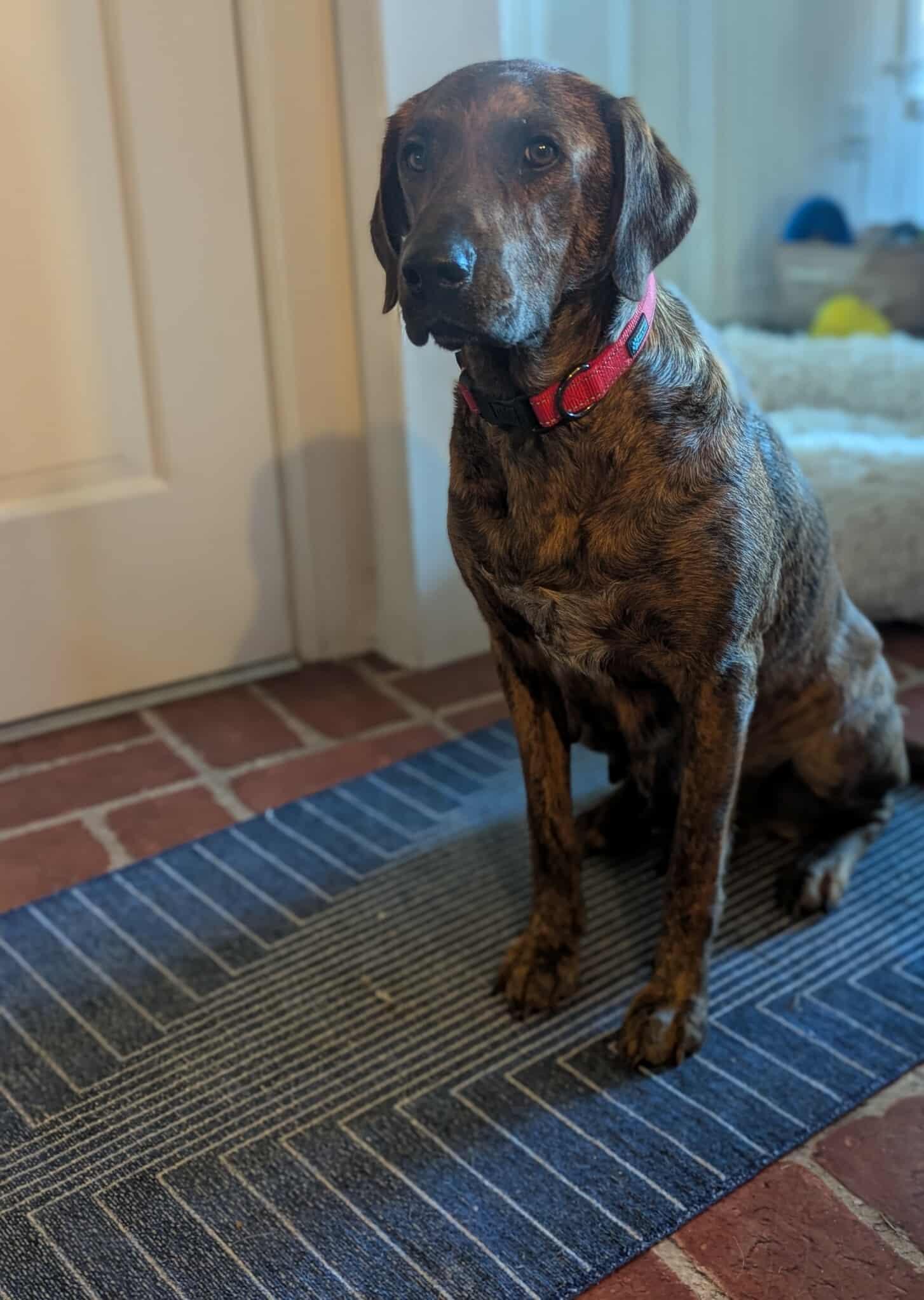 PEARL, Adoptable, Adult Female Plott Hound.