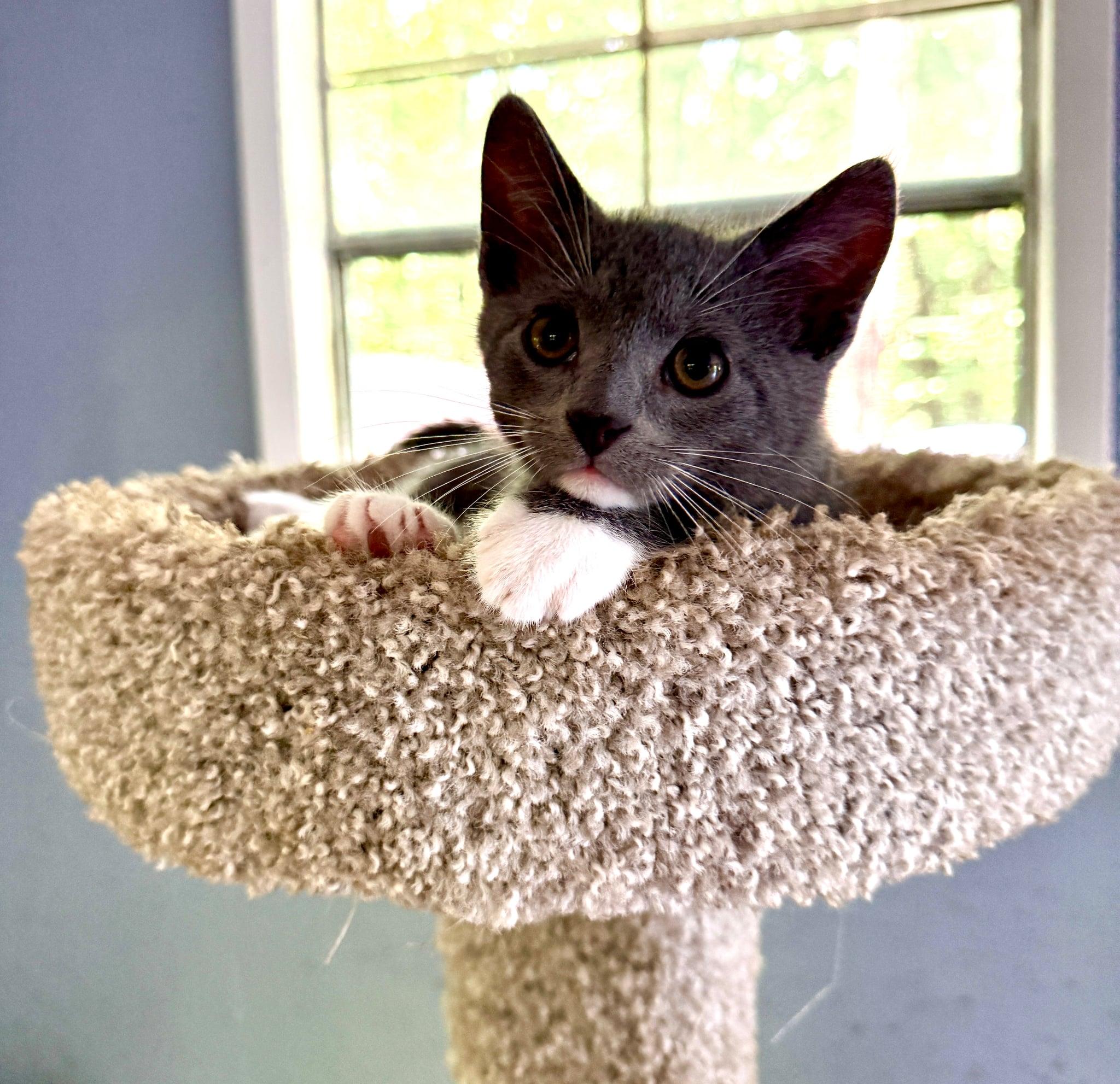 Tristen, Adoptable, Kitten Male Domestic Short Hair.