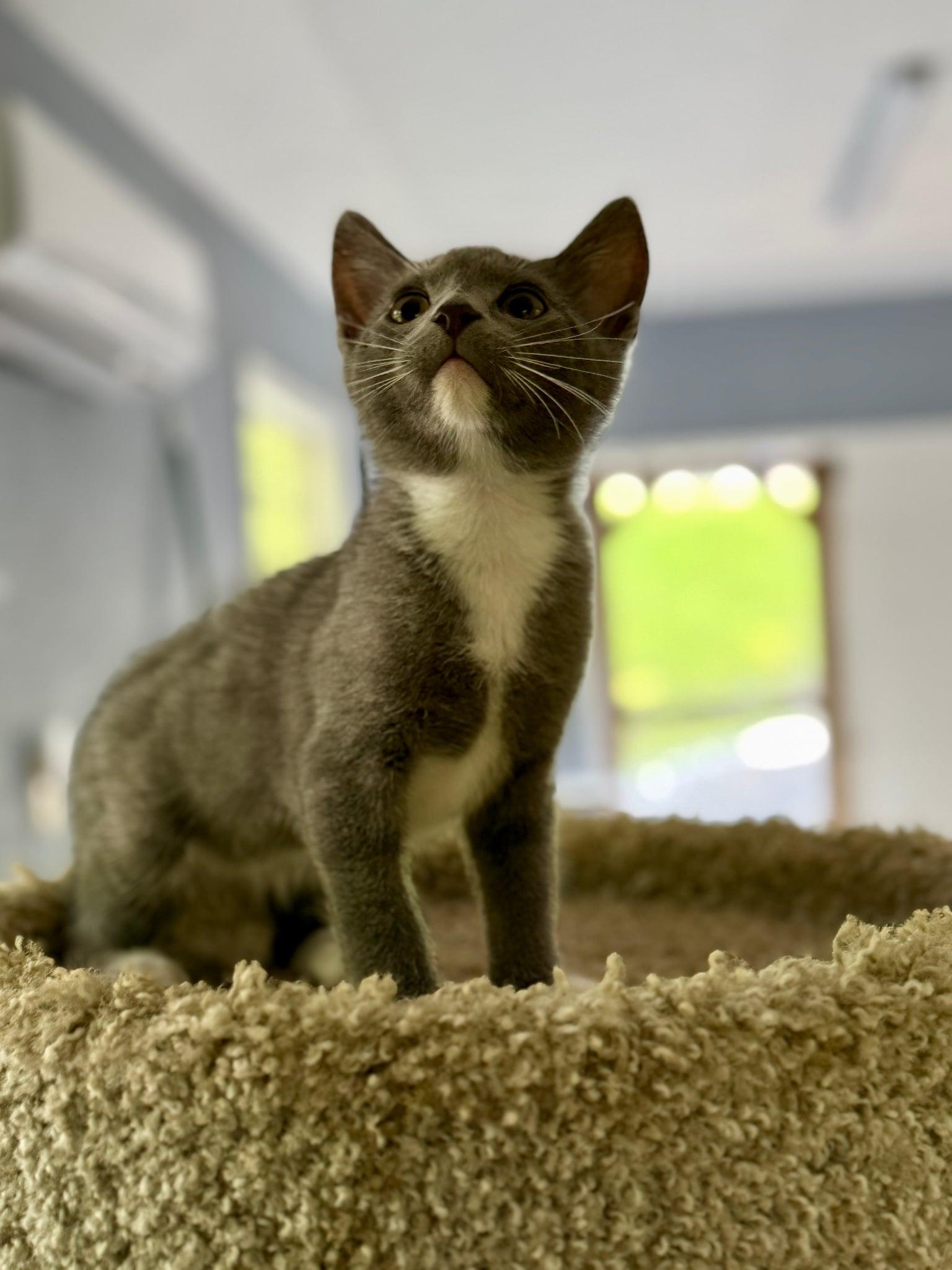 Tristen, a Adoptable Domestic Short Hair in Talbott, TN image 4/6