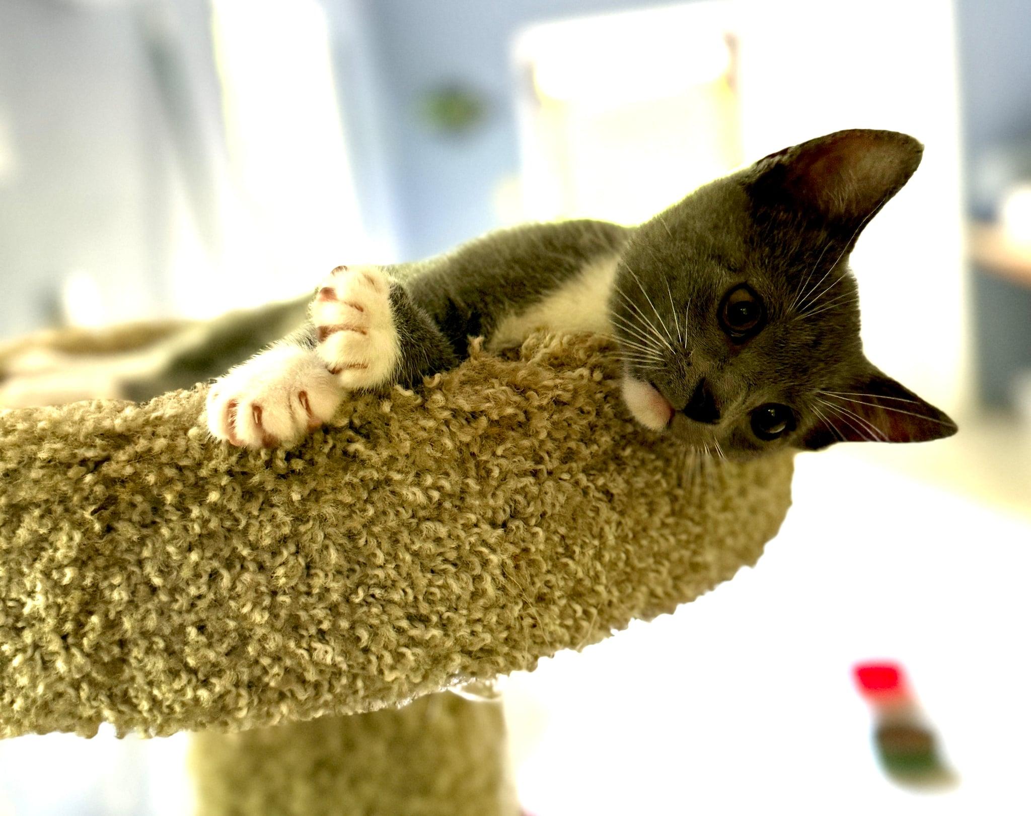 Tristen, a Adoptable Domestic Short Hair in Talbott, TN image 5/6