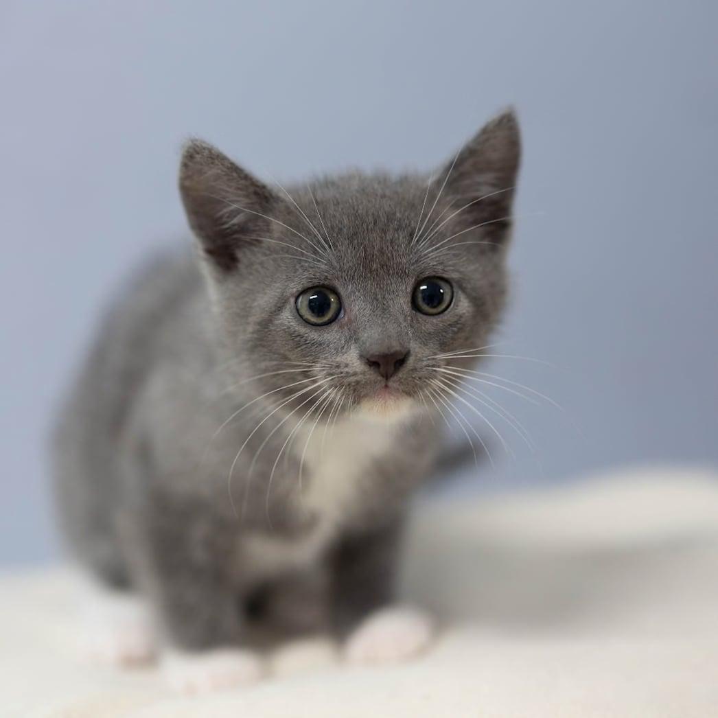 Tristen, a Adoptable Domestic Short Hair in Talbott, TN image 6/6