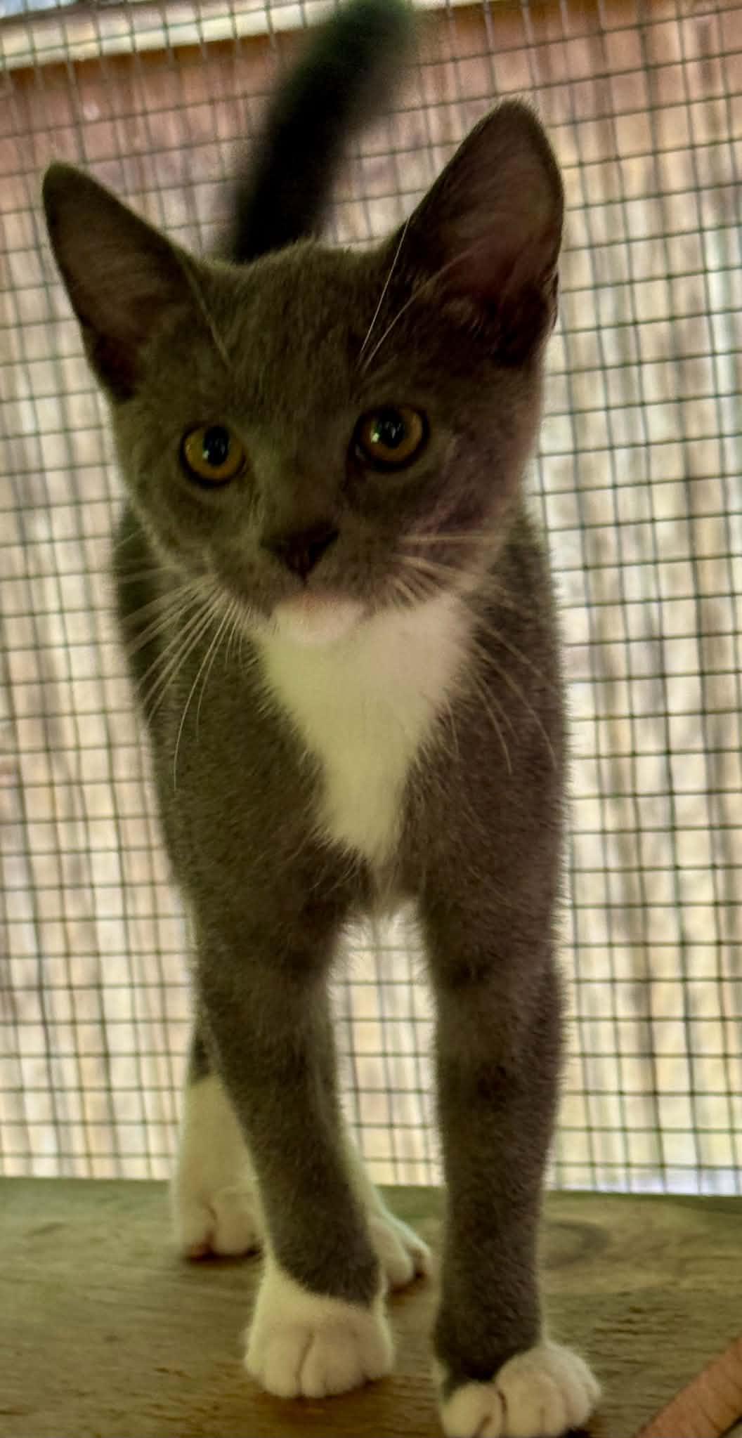 Tristen, a Adoptable Domestic Short Hair in Talbott, TN image 2/6