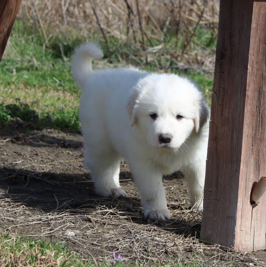 Snow — thumbnail 4