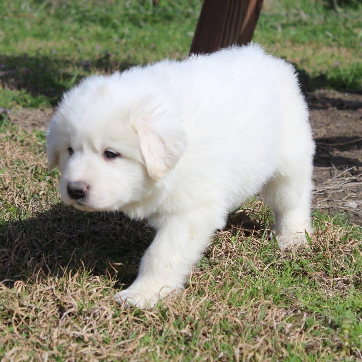 Snow — thumbnail 5