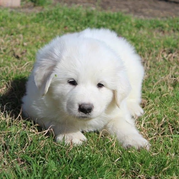 Snow — thumbnail 6