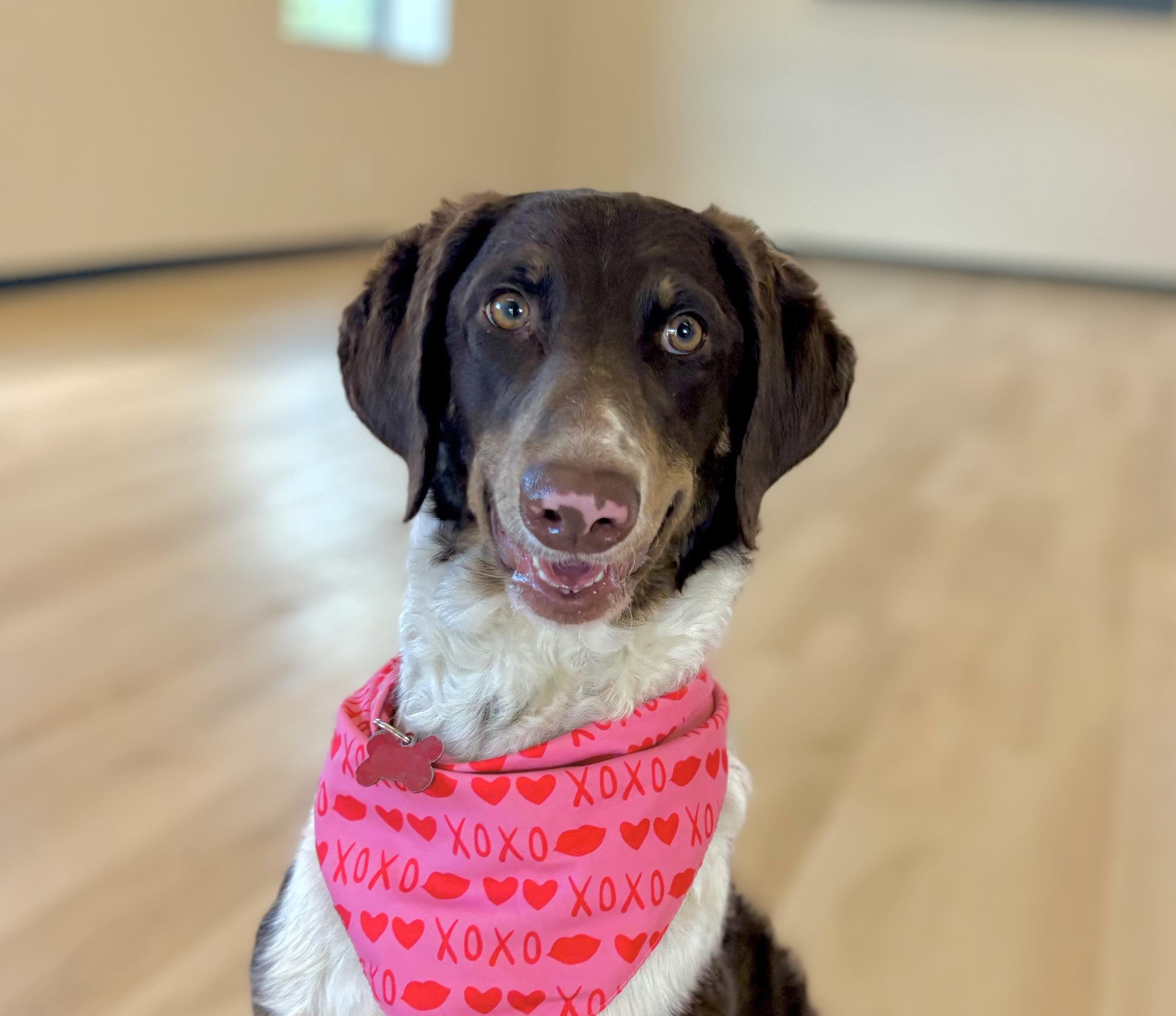 Trinity, ADOPTABLE, Young Female Brittany Spaniel & Pointer.