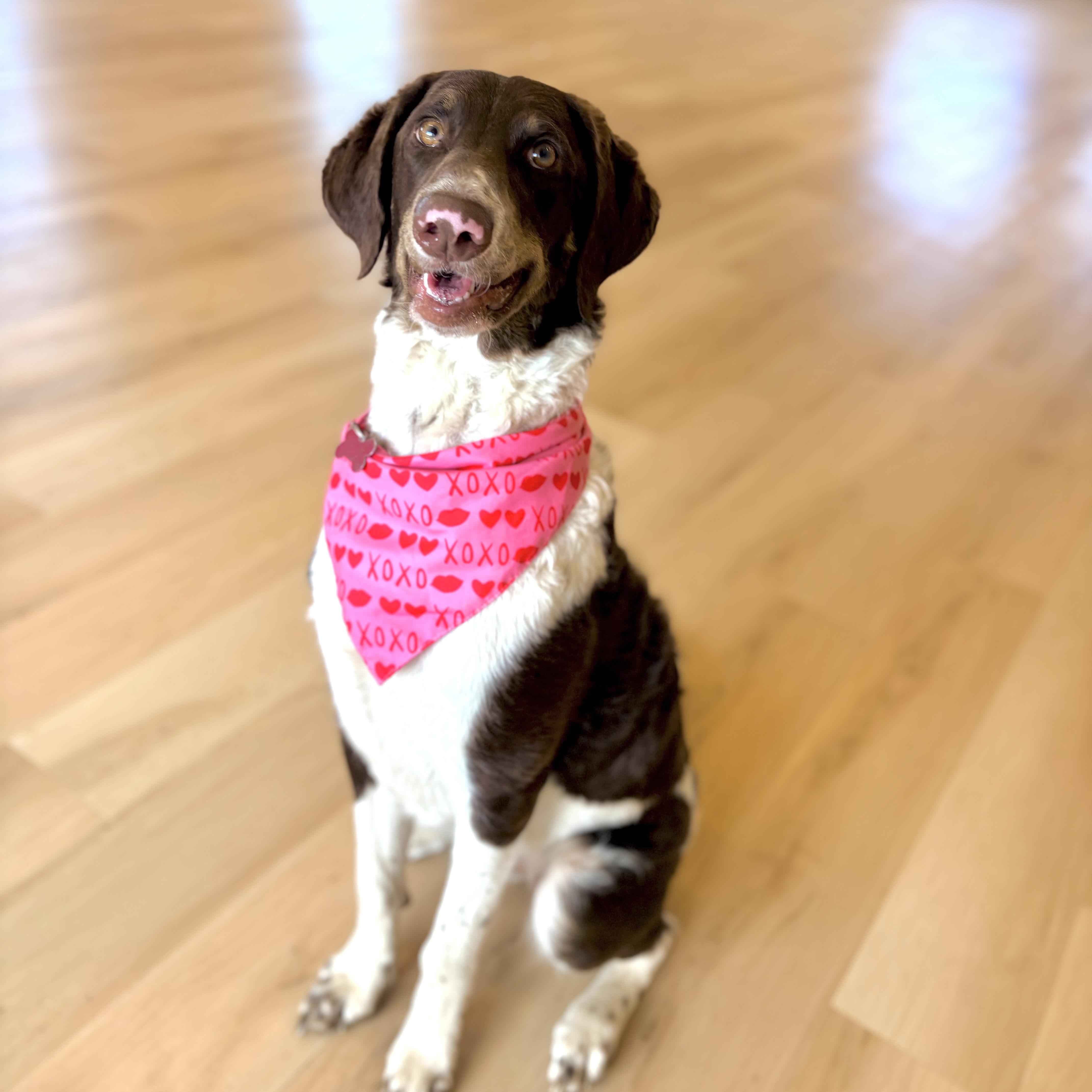 Enlarge Trinity, a ADOPTABLE mixed breed in Prior Lake, MN image 6/6