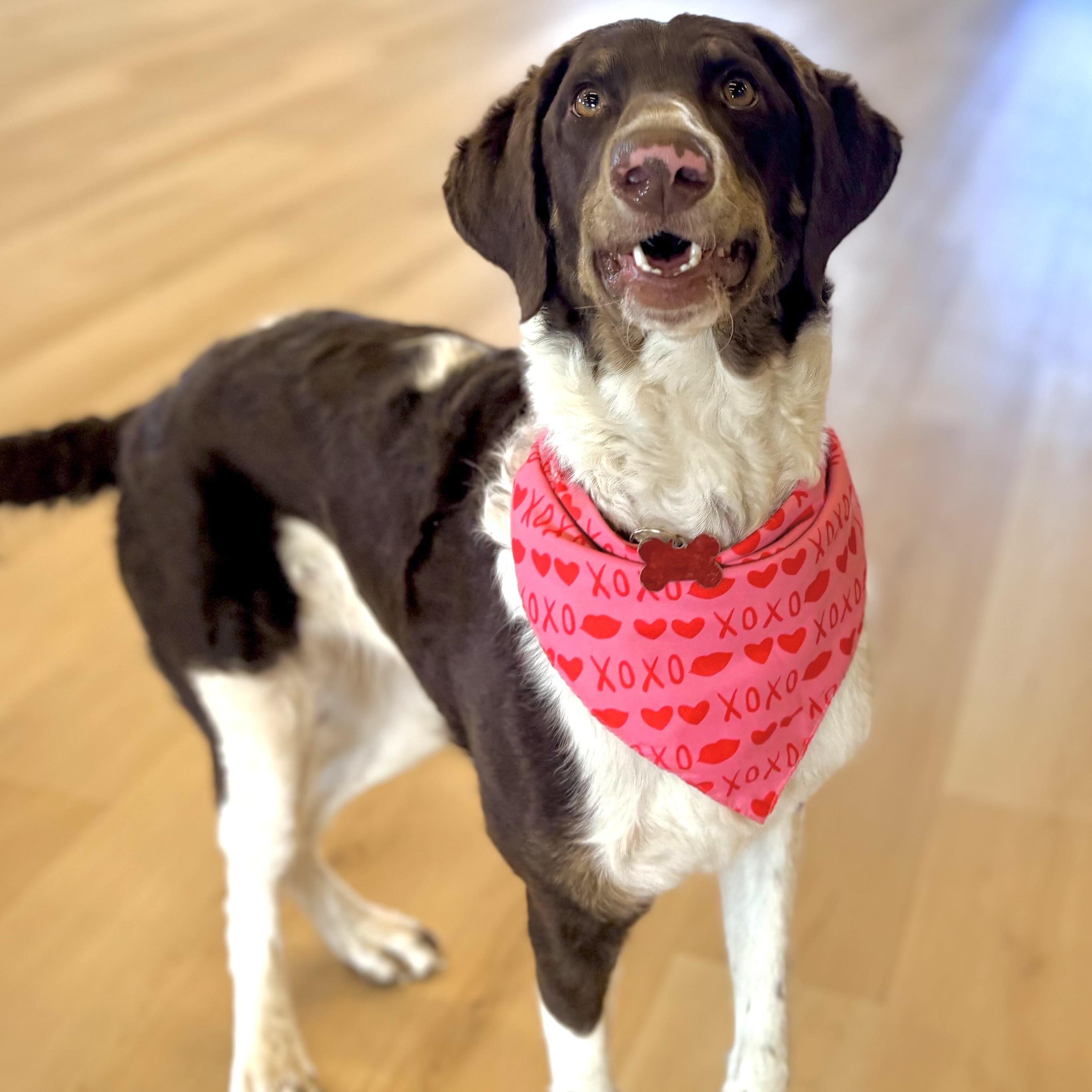 Enlarge Trinity, a ADOPTABLE mixed breed in Prior Lake, MN image 2/6