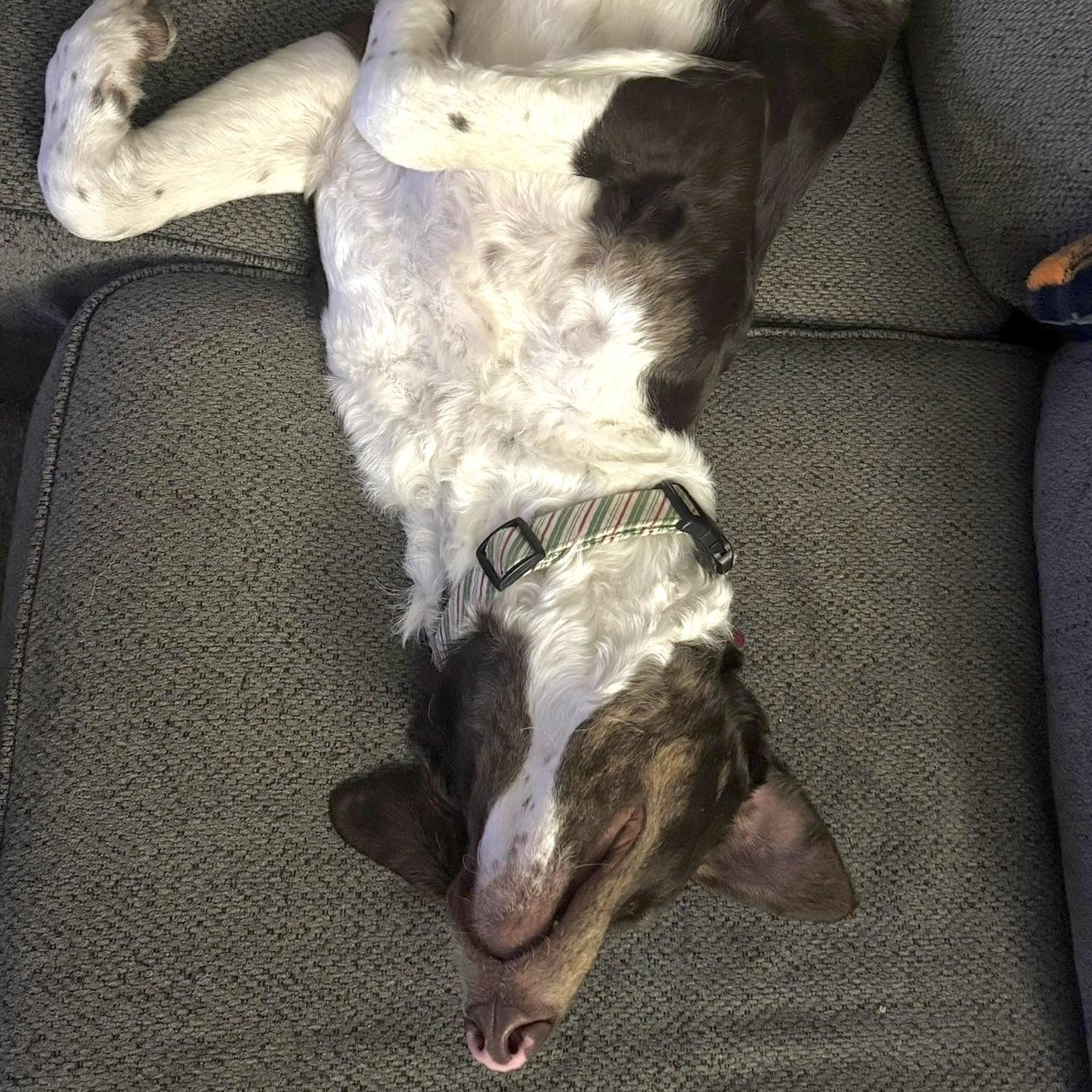 Enlarge Trinity, a ADOPTABLE mixed breed in Prior Lake, MN image 2/6