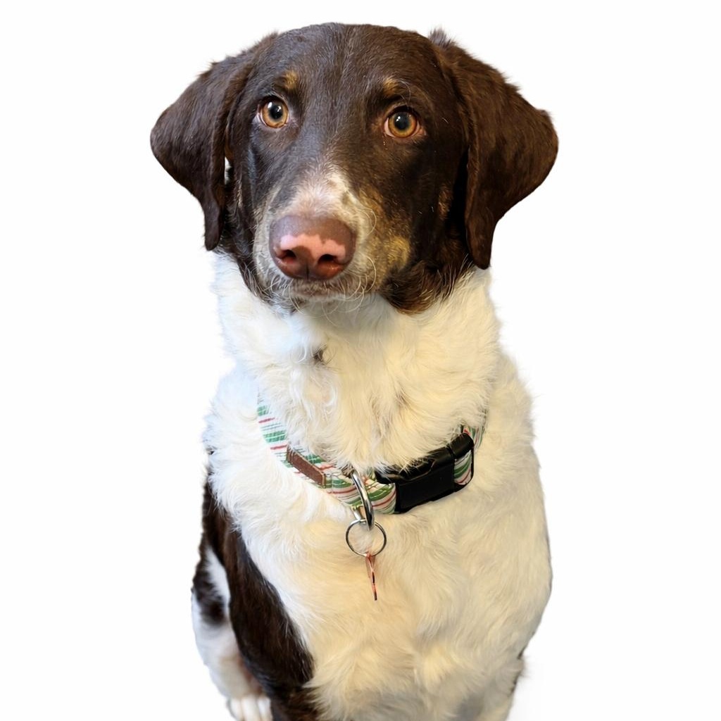 Enlarge Trinity, a ADOPTABLE mixed breed in Prior Lake, MN image 1/6