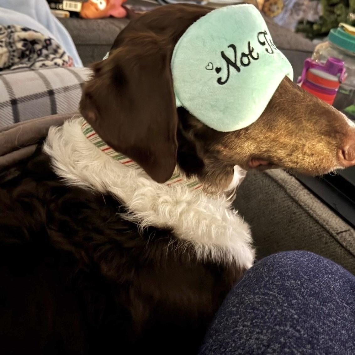 Enlarge Trinity, a ADOPTABLE mixed breed in Prior Lake, MN image 4/6