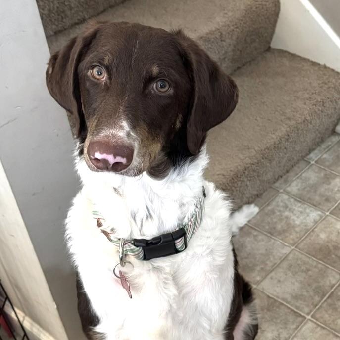 Enlarge Trinity, a ADOPTABLE mixed breed in Prior Lake, MN image 5/6