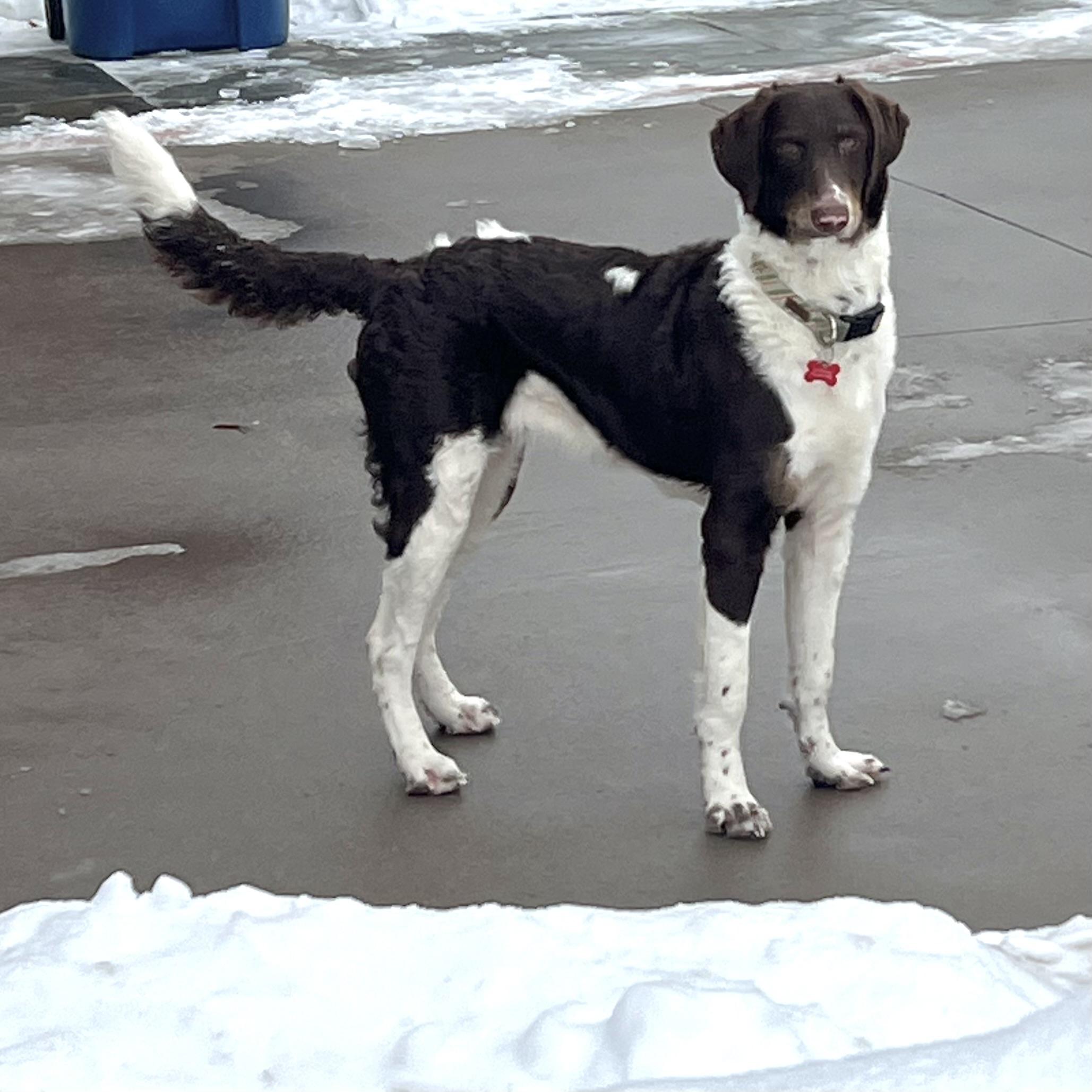 Enlarge Trinity, a ADOPTABLE mixed breed in Prior Lake, MN image 6/6