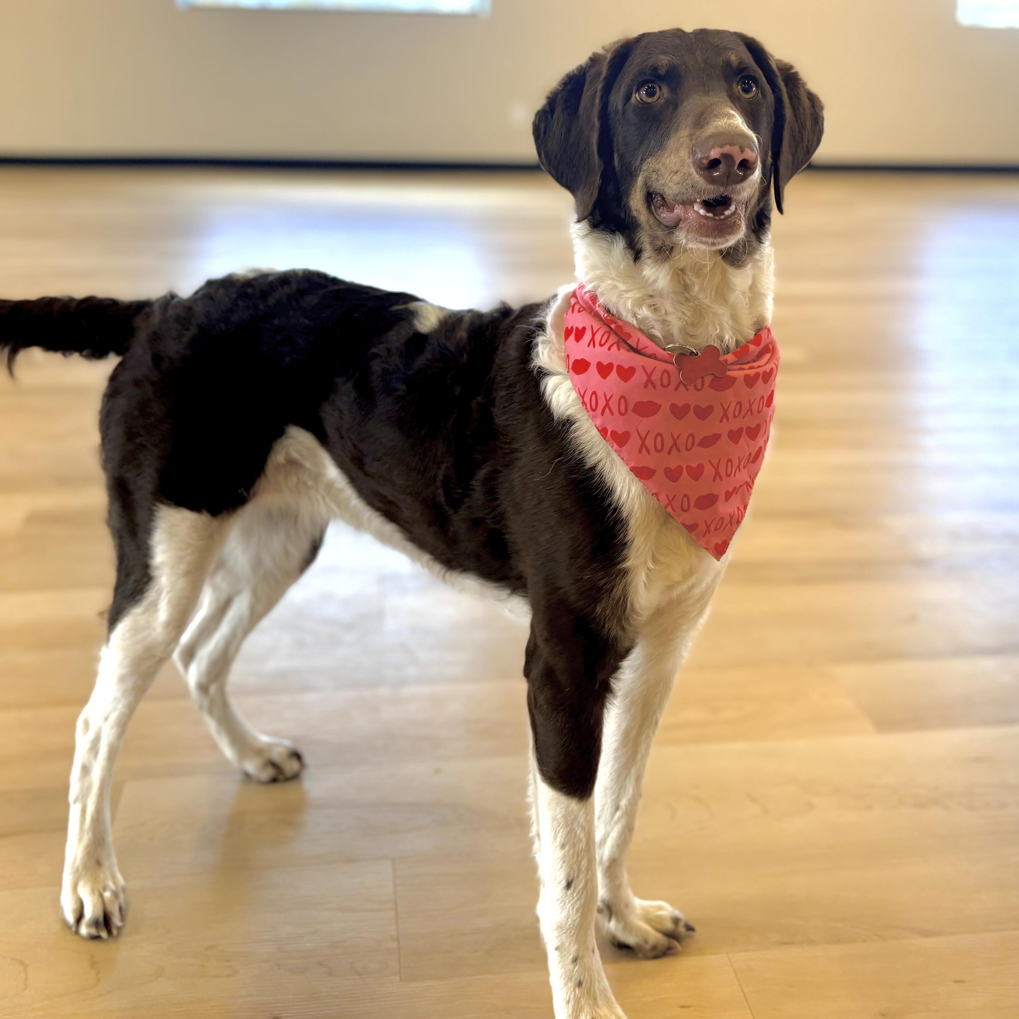 Enlarge Trinity, a ADOPTABLE mixed breed in Prior Lake, MN image 5/6